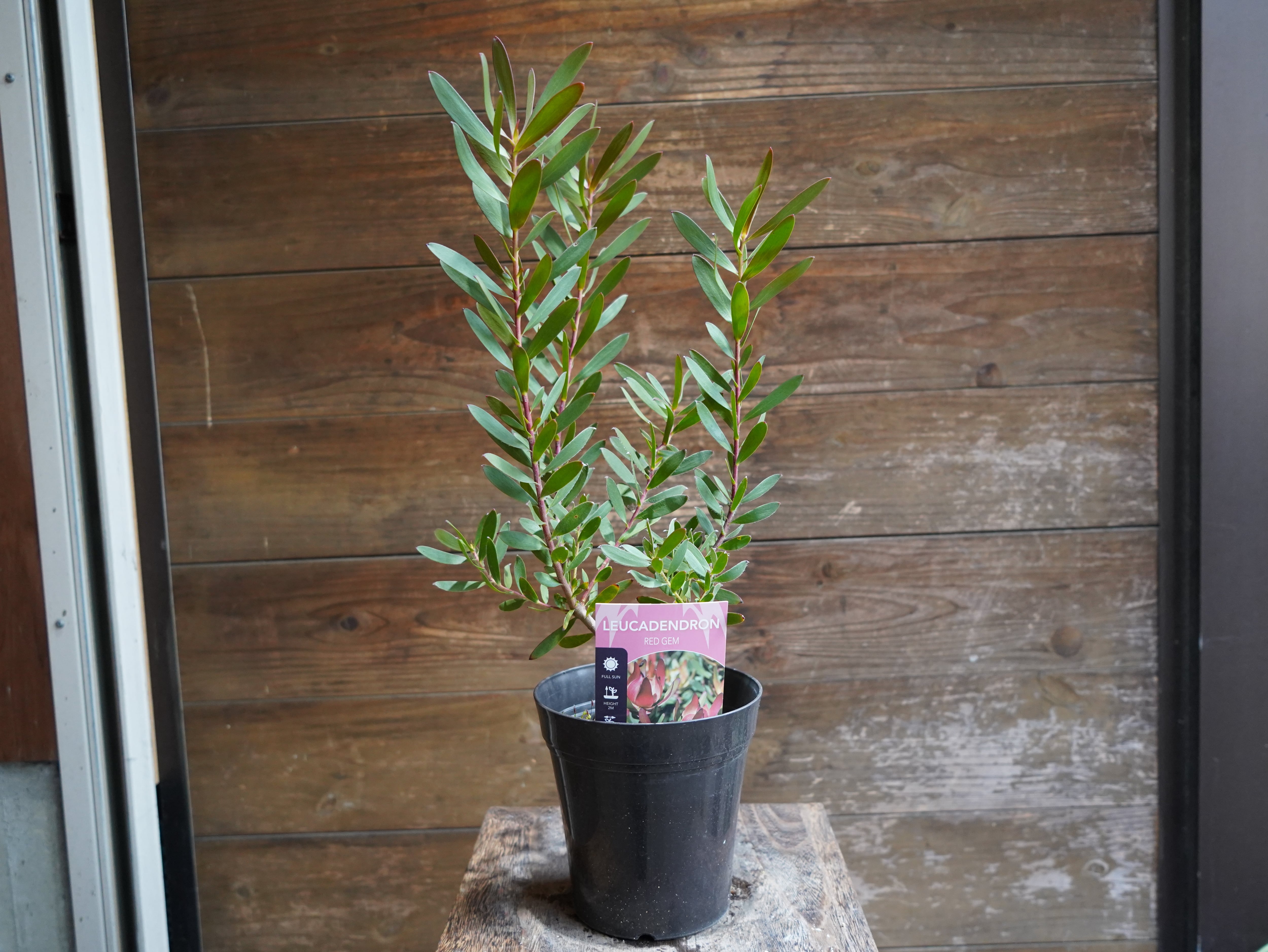【現物】リューカデンドロン　”Red Gem”
