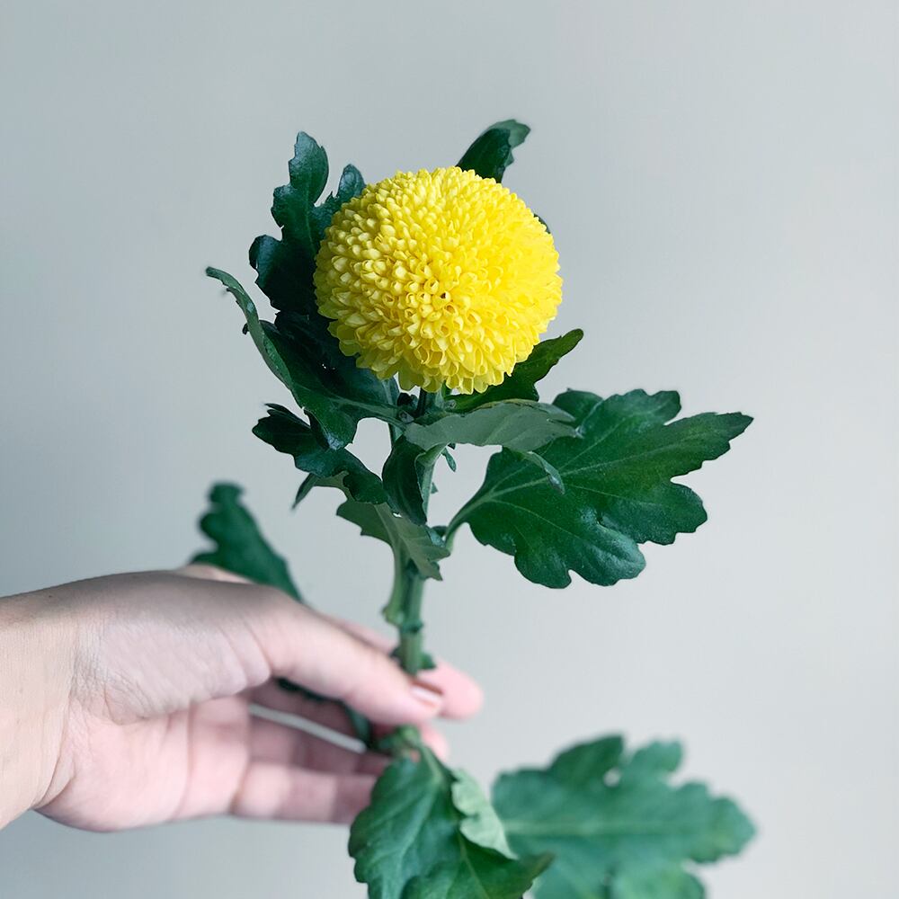 ピンポンマムmix 16本 よいはな Yoihana 最高品質のお花をお届けするネット通販 ピンポンマムmix 16本 よいはな Yoihana 最高品質のお花をお届けするネット通販