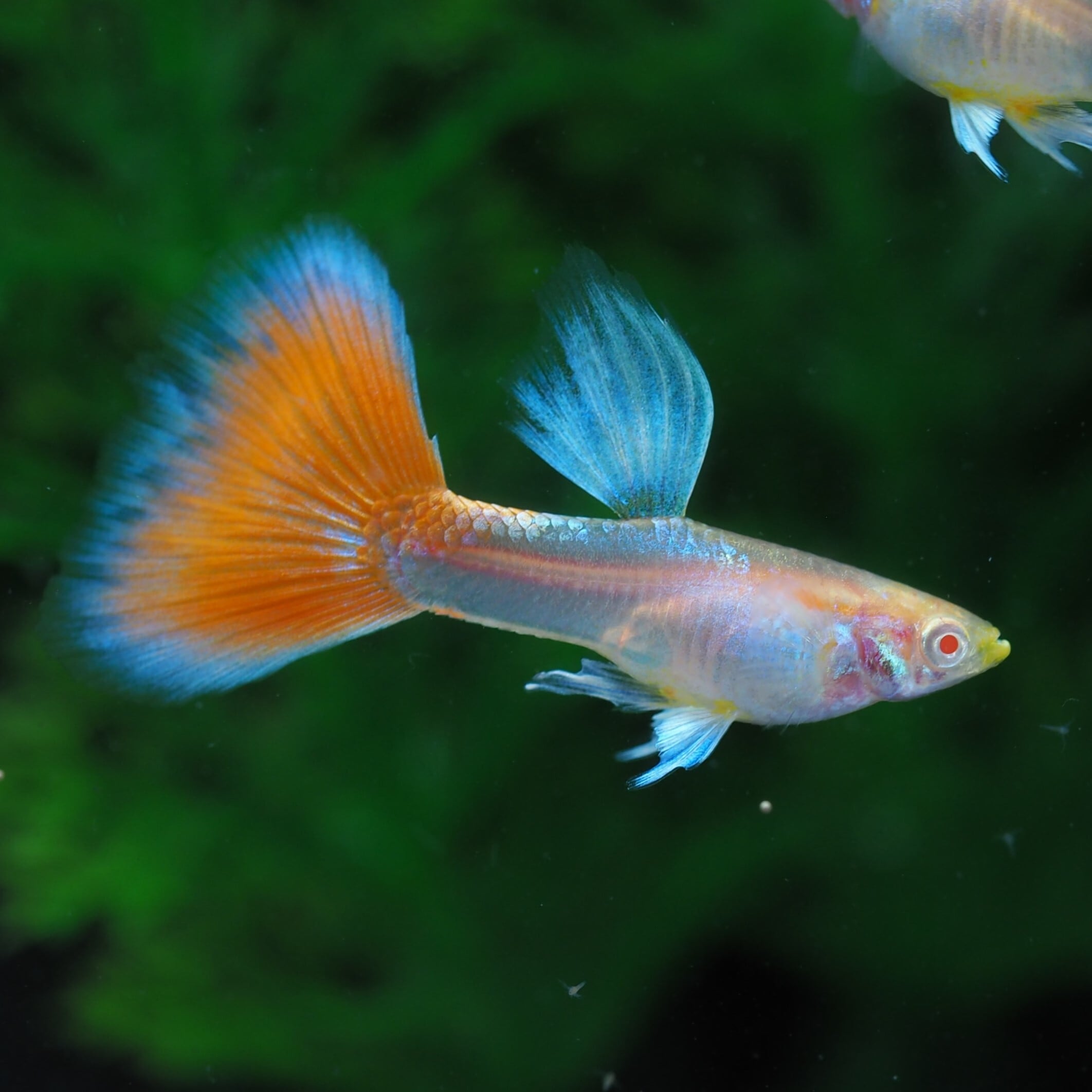 RREAアクアマリンレッドテールタキシード 若魚1ペア(国産グッピー