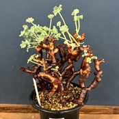 ペラルゴニウム　ミラビレ　現地株【105】