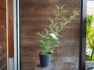 【現物】グレビレア　”アイボリーホイップ”　B