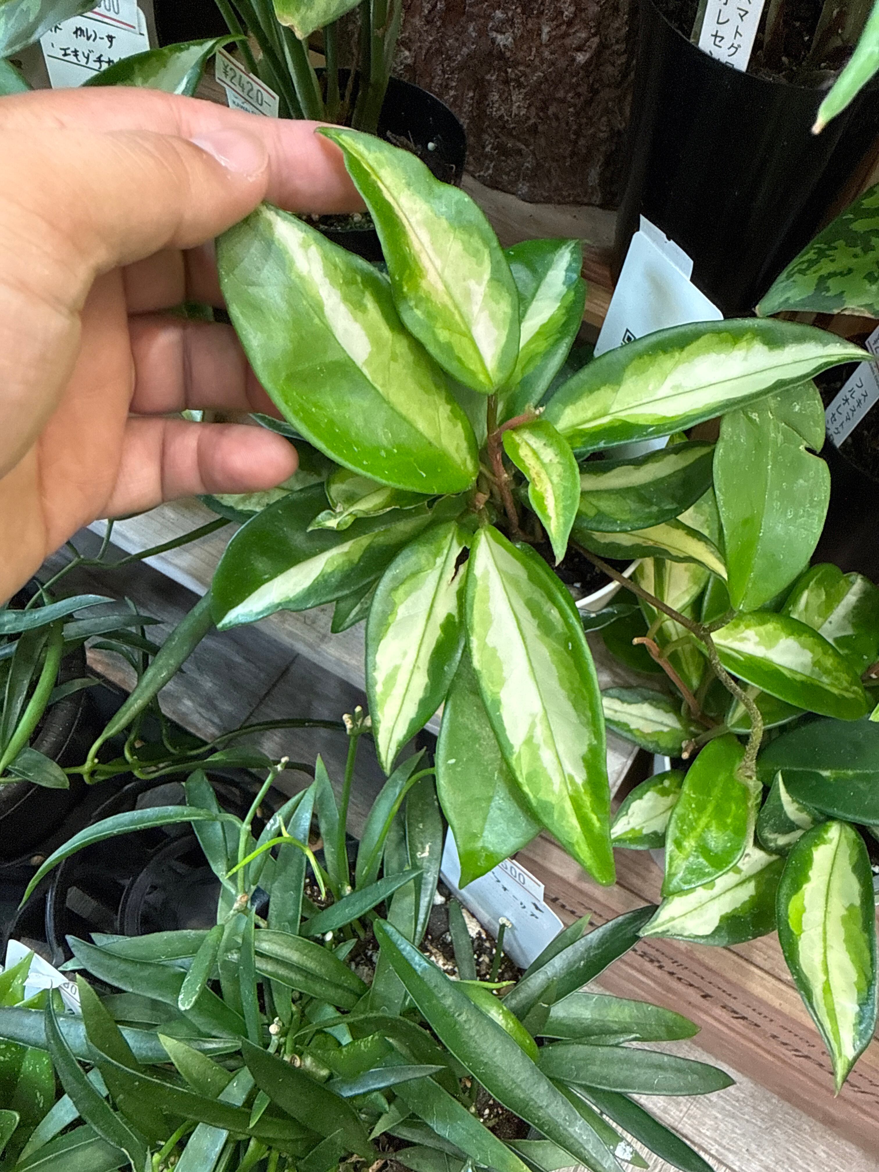ホヤ カルノーサ エキゾチカ | Gardenえん 【観葉熱帯植物】