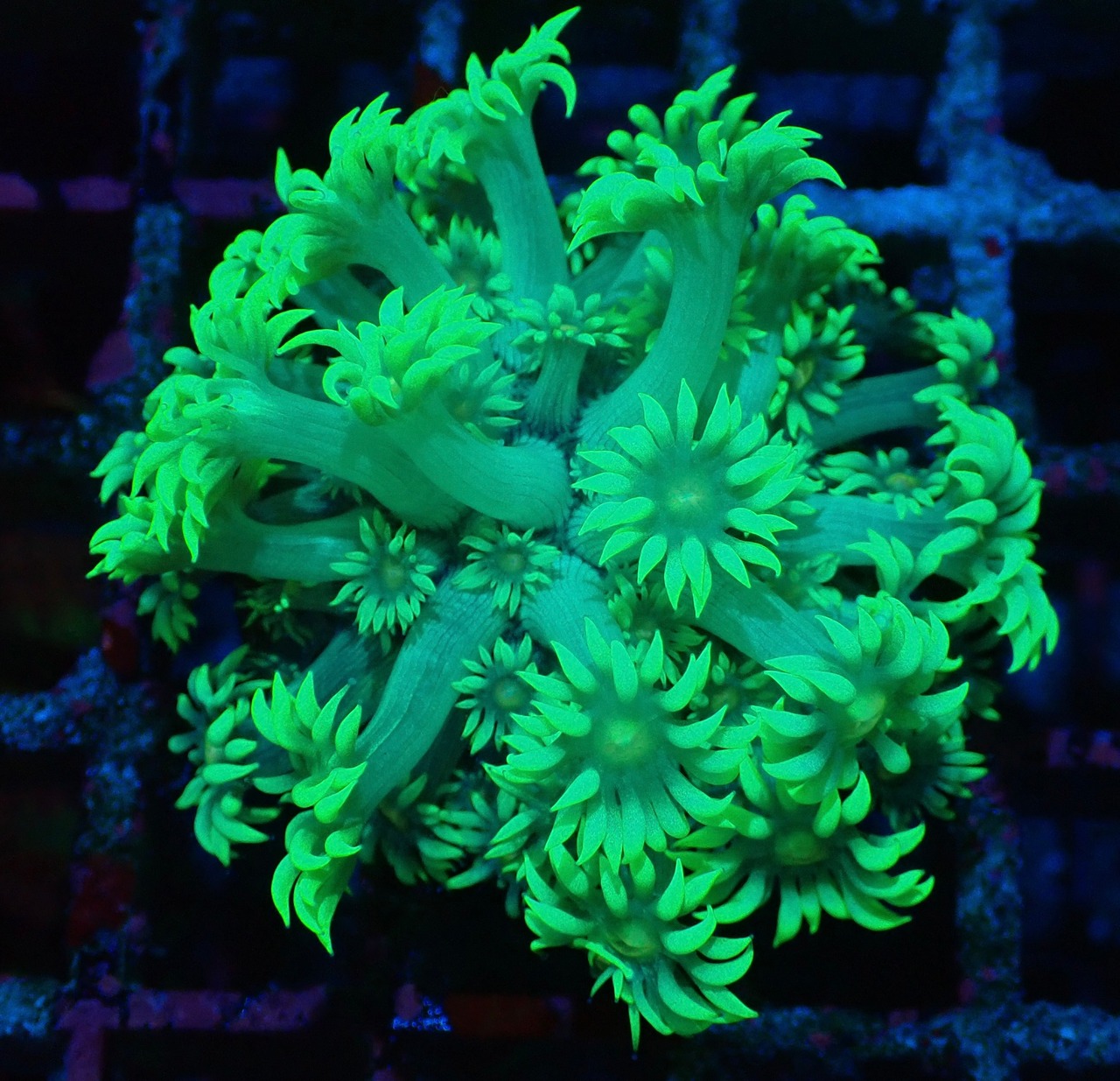 【現地買付】Goniopora"Green"