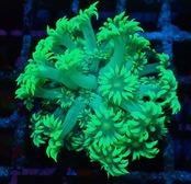 【現地買付】Goniopora"Green"