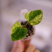 Anthurium (papillilaminum var. × crystallinum ‘Marble’) × debilis│アンスリウム(パピリラミナム・バリエーション × クリスタリナム ‘マーブル’)× デビリス