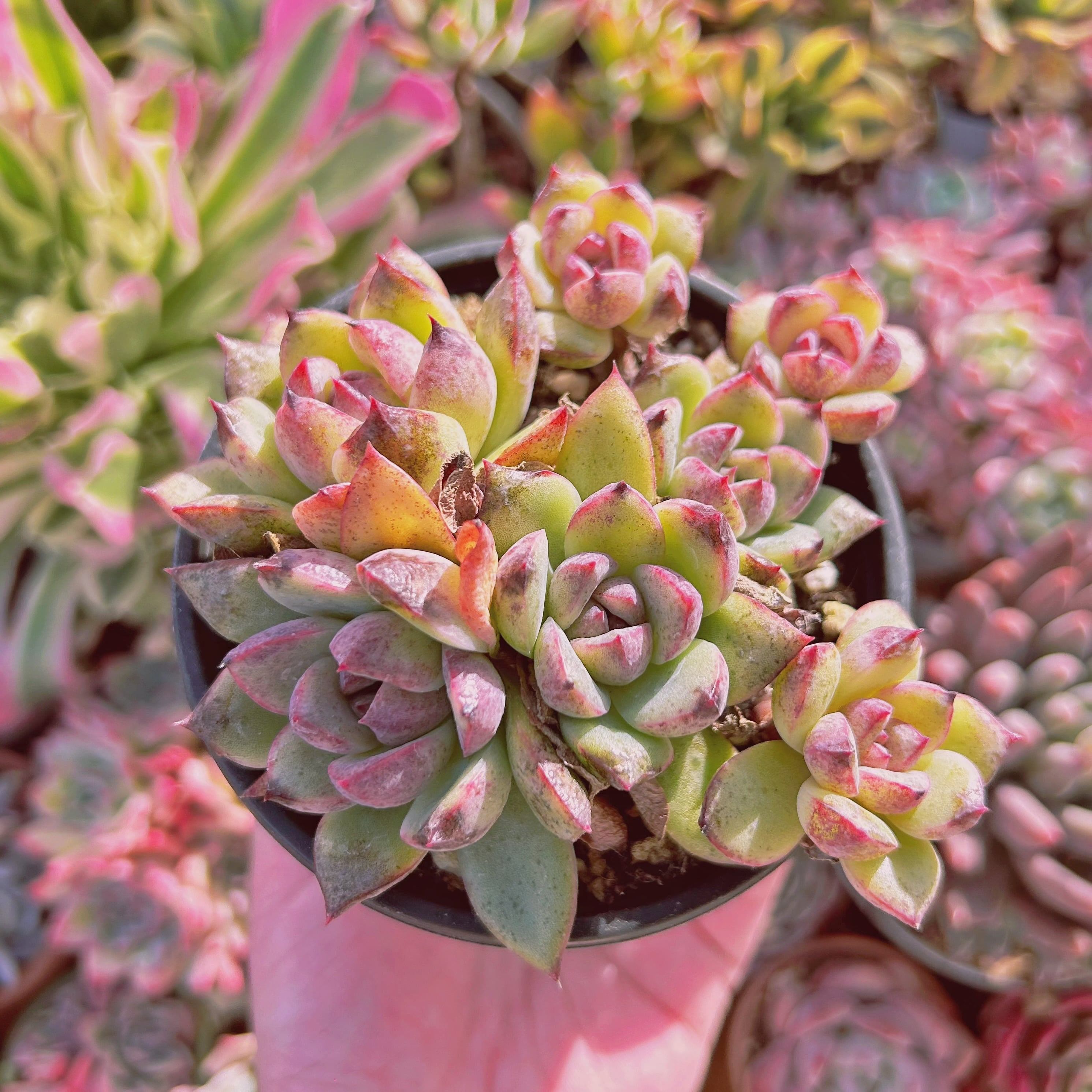 現物 多肉植物 Echeveria ブラックベア 特大 抜き苗 | るる農園