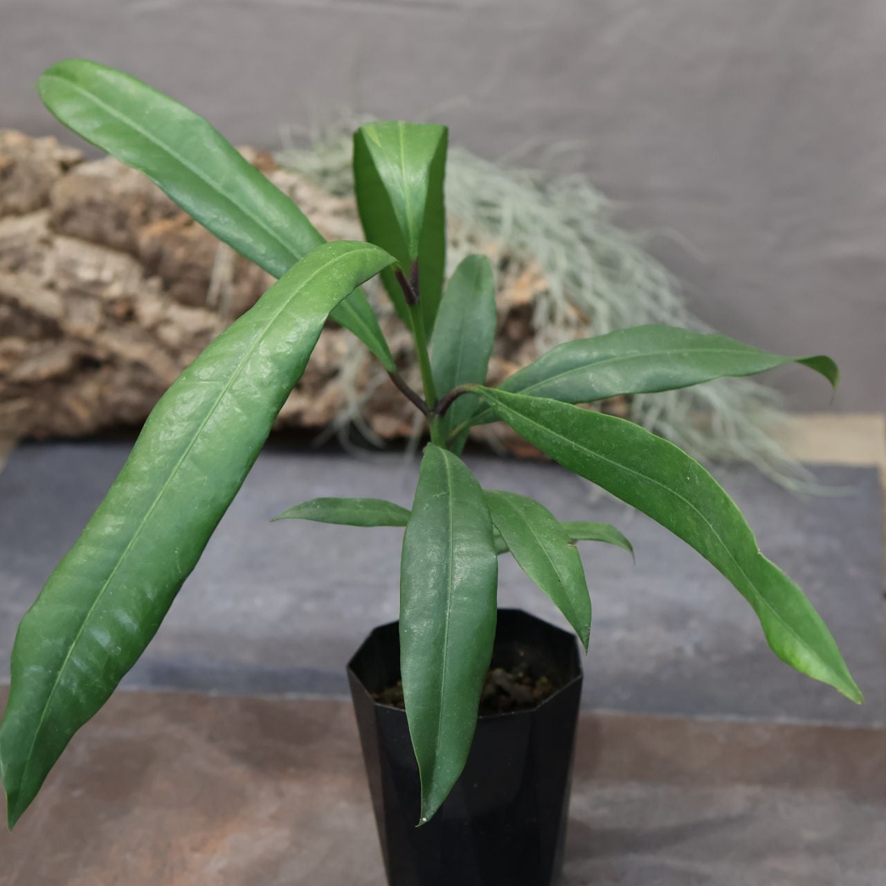 190『キヤニモモ』タマゴノキ＿観葉植物【送料無料】 | MARX PLANTS