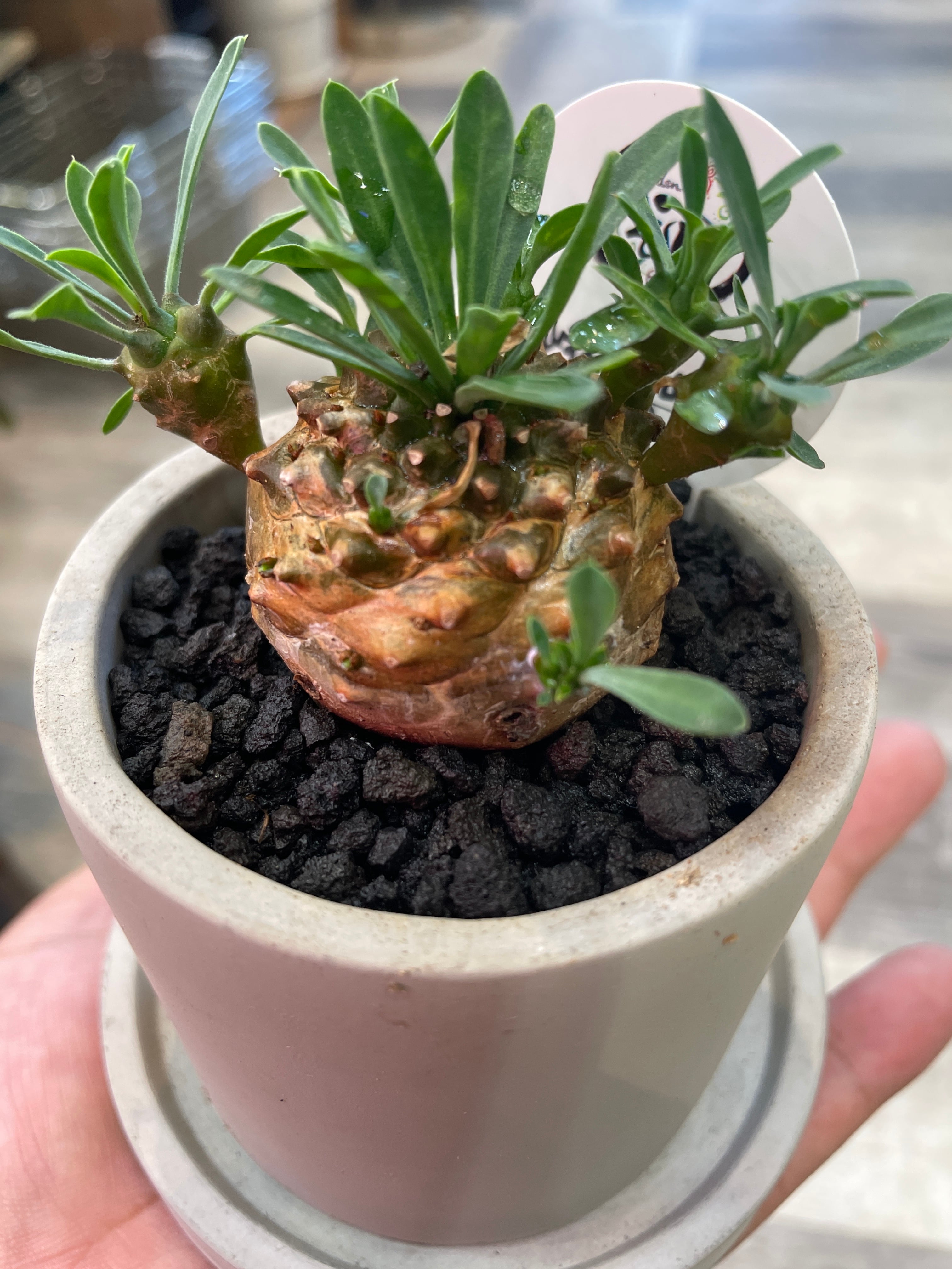 亀甲竜 鉢付き 亀甲竜② 鉢付き 【公式通販】