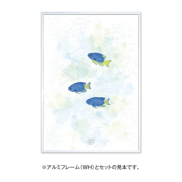 【海のいきものアートポスター／魚】ソラスズメダイ