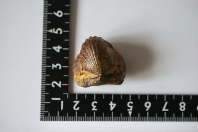 モロッコ産腕足類化石  Rynchonella sp. 1066