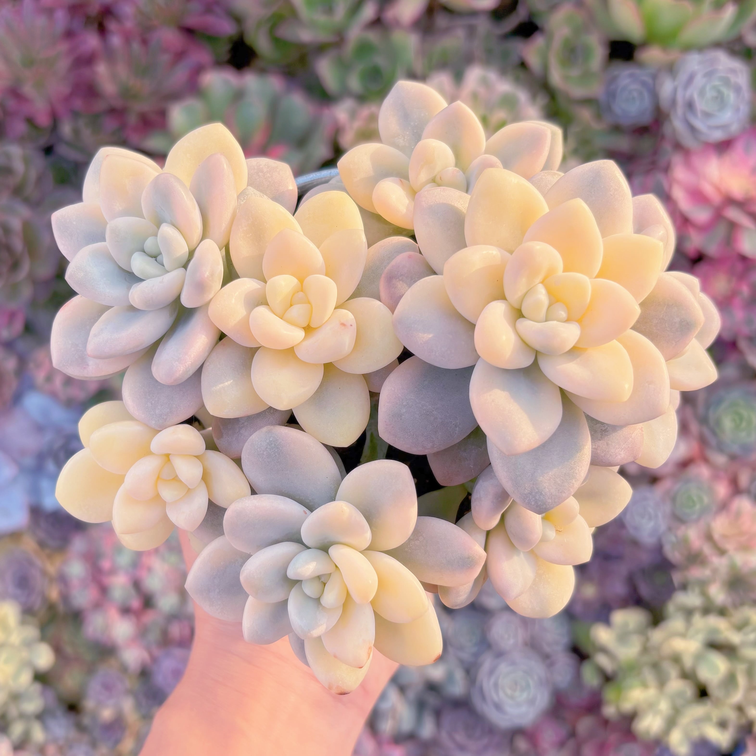 現品　マカロン錦#933　極上株　超美苗　在庫僅少　るる農園