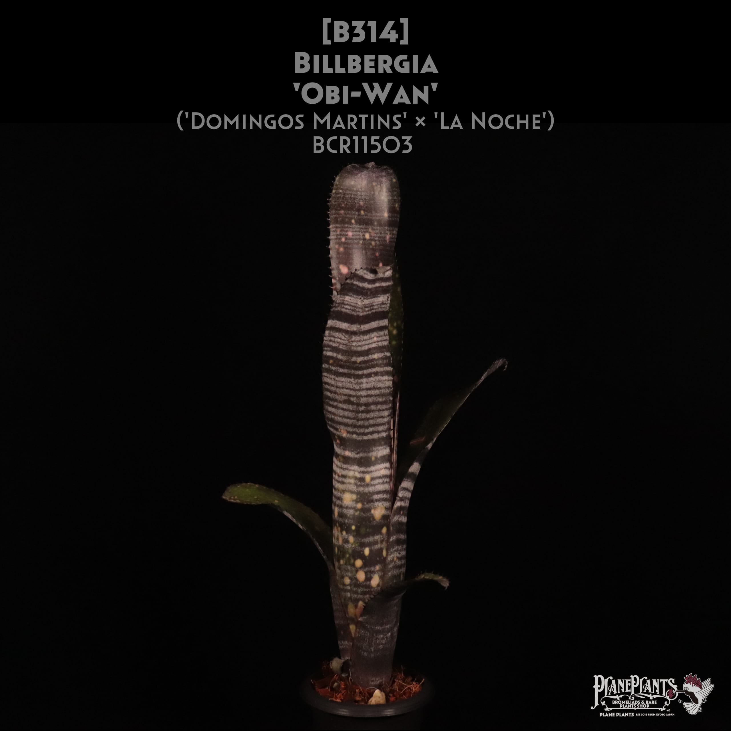 送料無料】Billbergia 'Berry Blast'〔ビルベルギア〕現品発送B0180