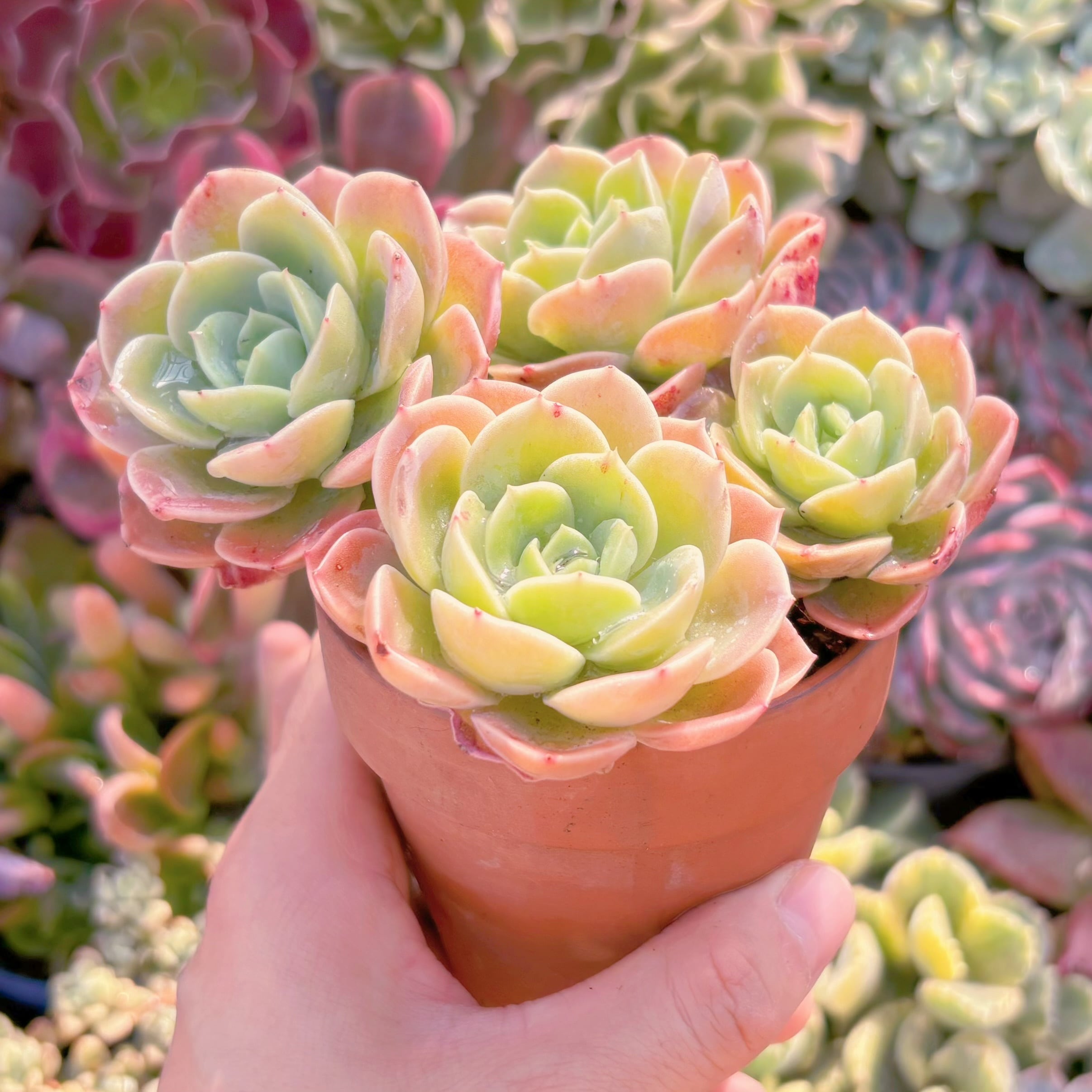 多肉植物 メロン 群生 新入荷 るる農園 | るる農園~多肉植物専門