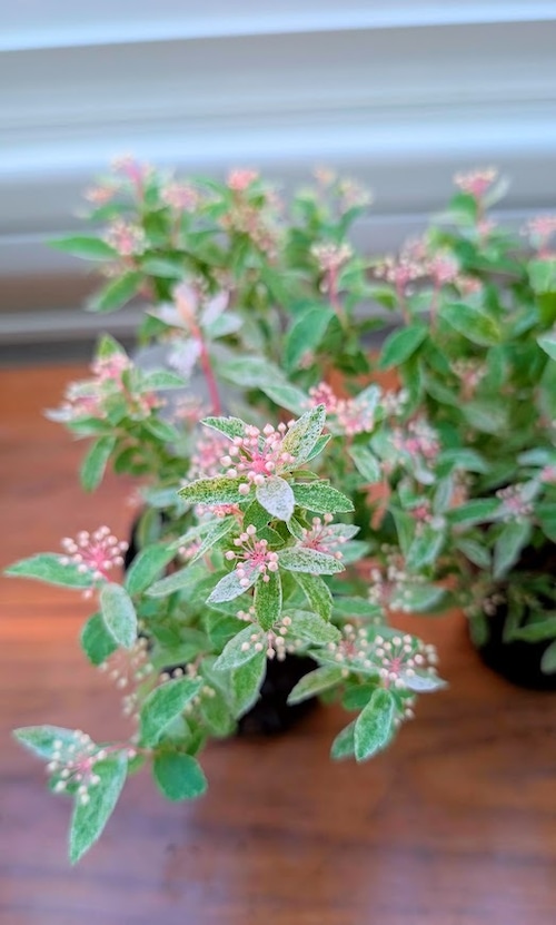 コデマリ『ピンクアイス』　3号ポット　１苗　