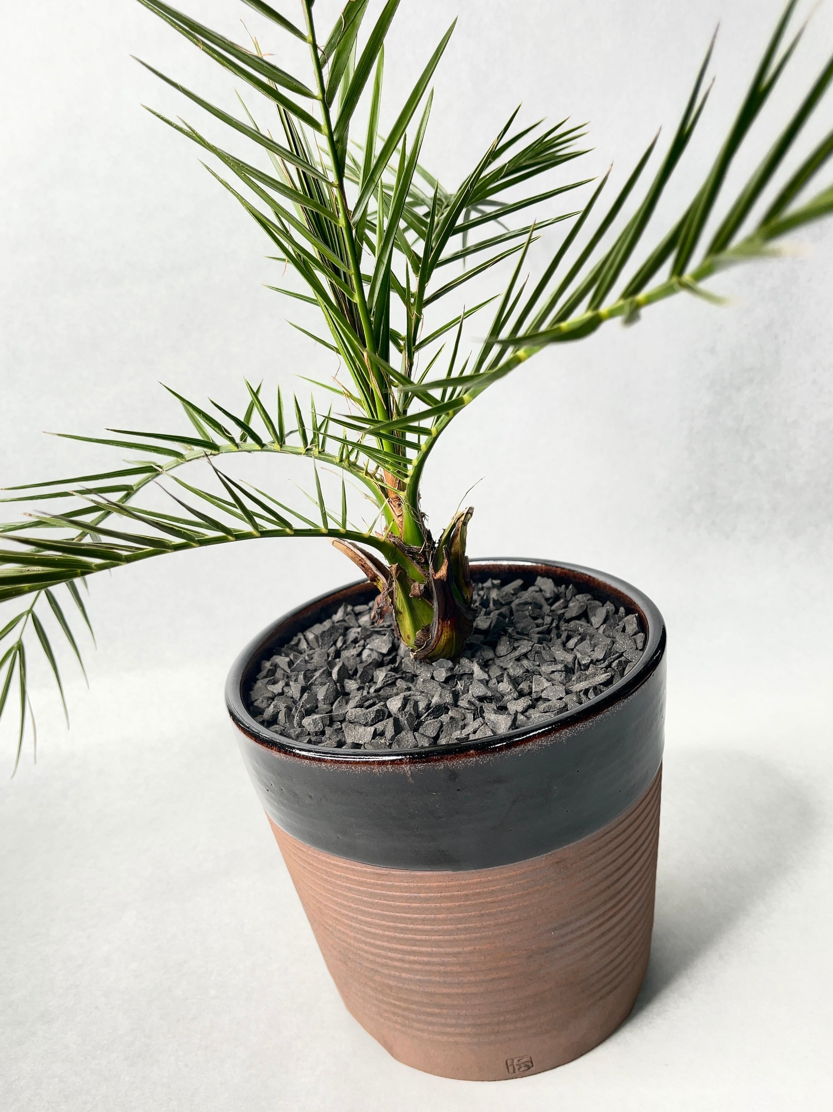 ナツメヤシ・フェニックス | trigger