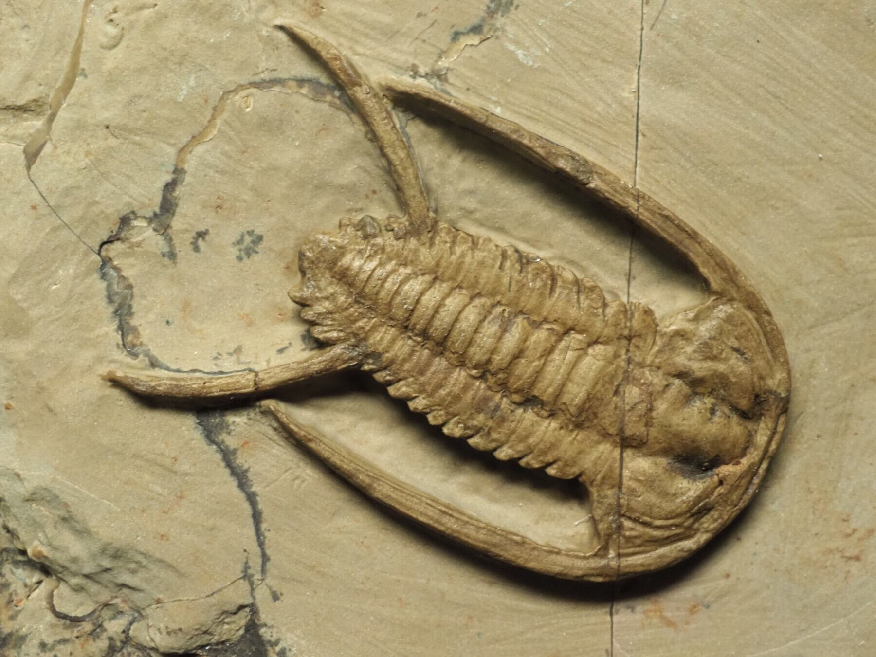 化石 骨格 標本 三葉虫 モロコプス 極美麗 - その他