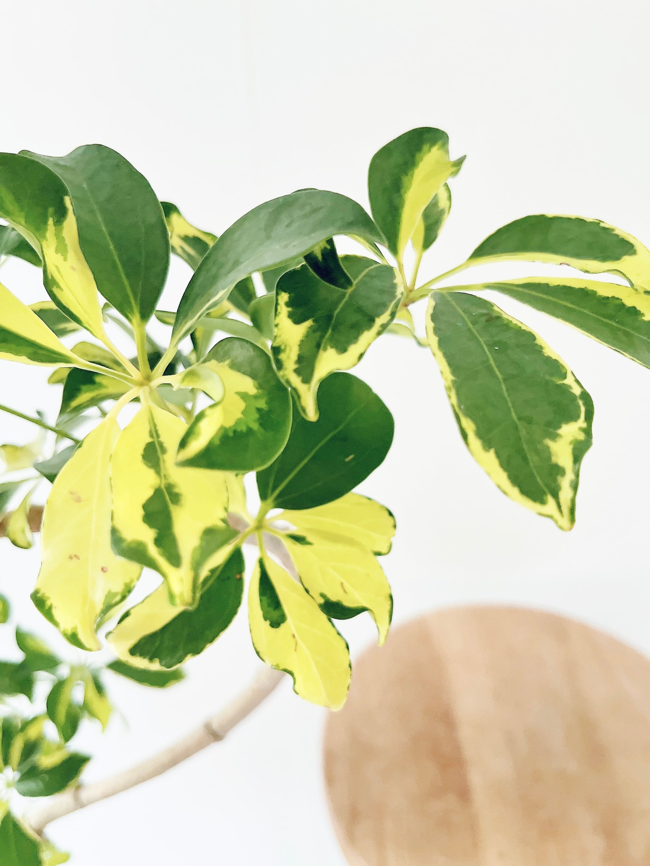 再入荷】シェフレラ ウォルシー 上質な佇まい 曲がり 観葉植物 calm