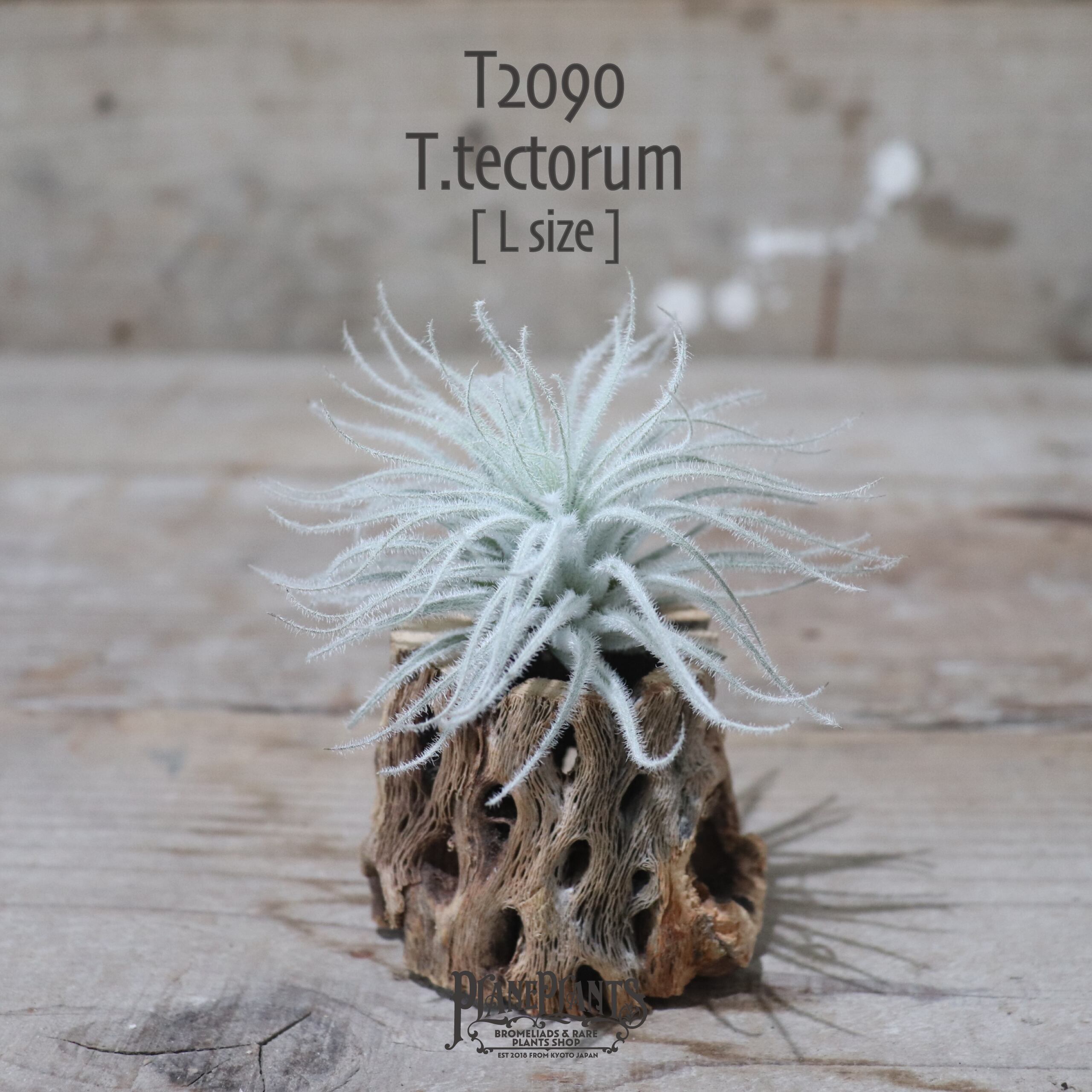 【送料無料】テクトラム L〔エアプランツ〕現品発送T2090