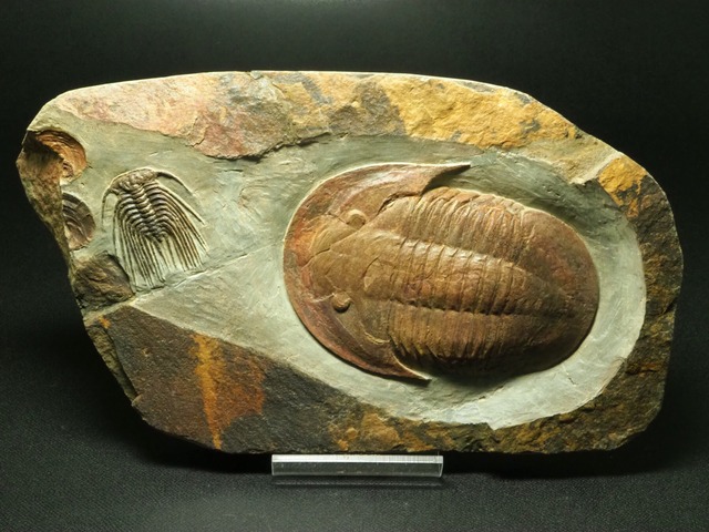 巨大アサフス&希少セレノペルティス！三葉虫【Selenopeltis sp. + Asaphellus sp.】【841ｇ】モロッコ王国産/恐竜/化石