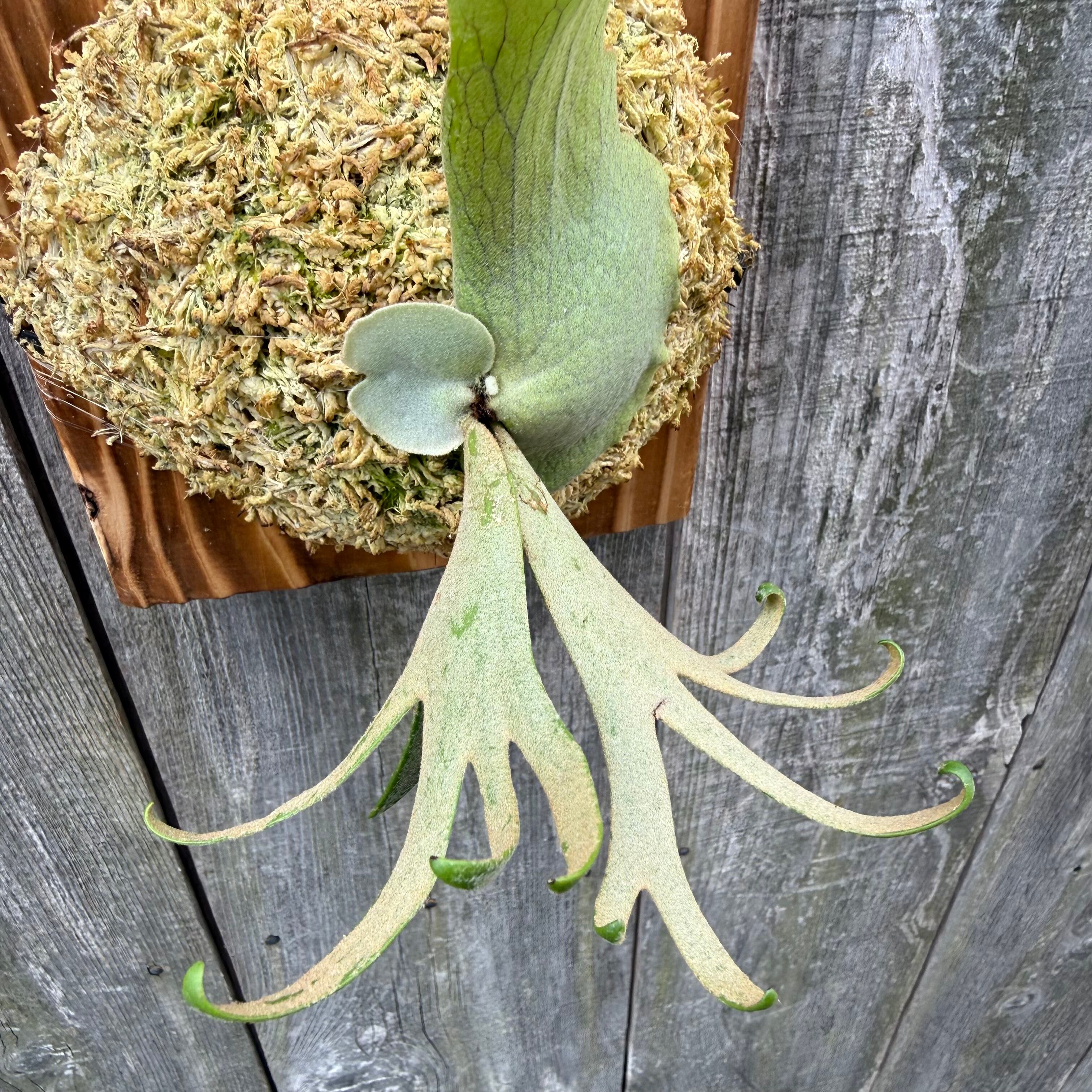 やま P. Willinckii Jenny TC P. willinckii Jenny (TC) | naturefix
