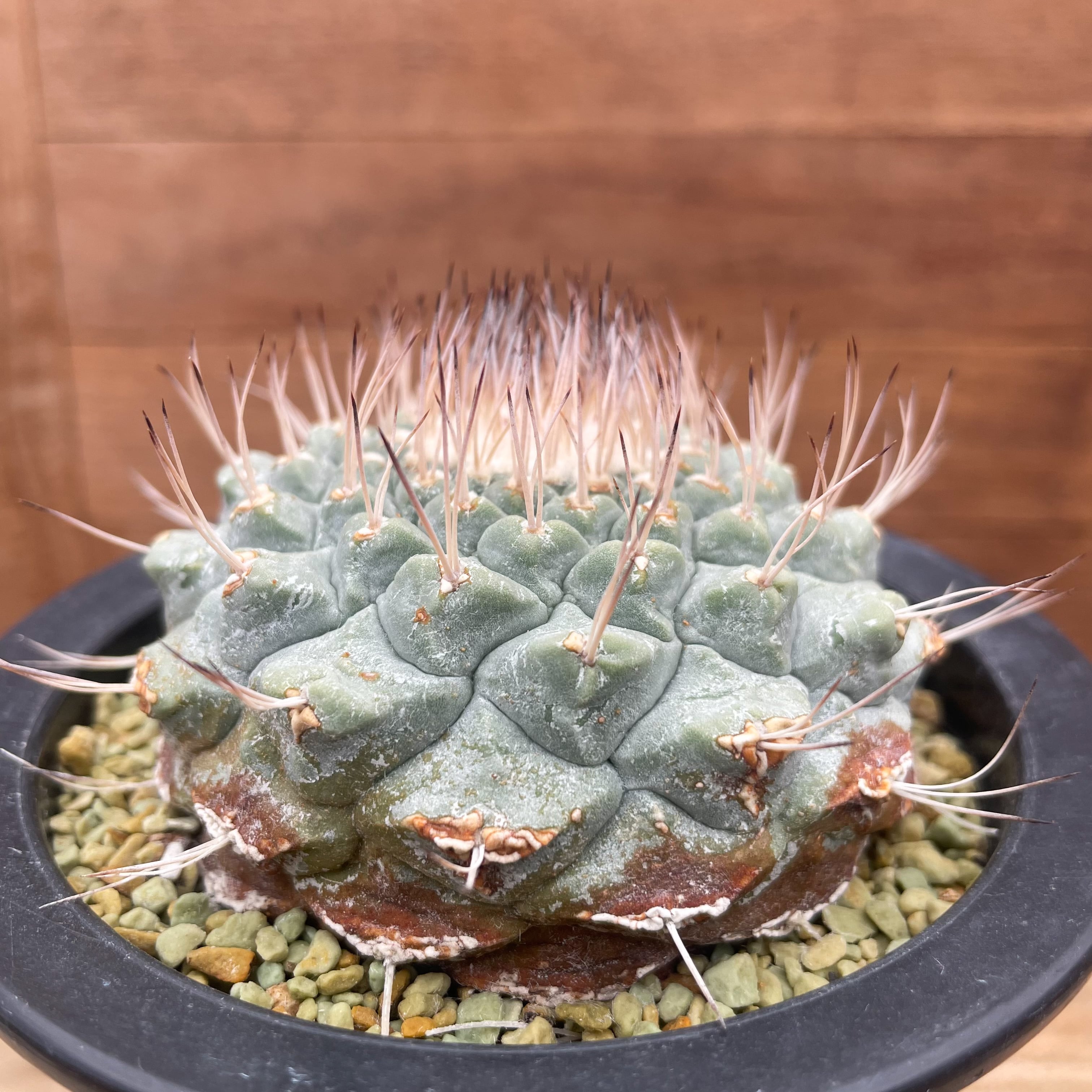 ☆ 菊水 群生 自根 サボテン 多肉植物 ☆