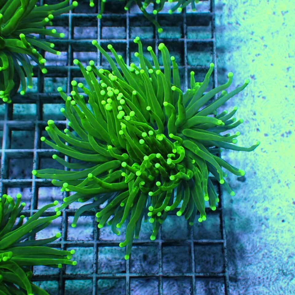 ☆約4cm☆ ハナサンゴ グリーントーチ 【17C】 【公式通販】