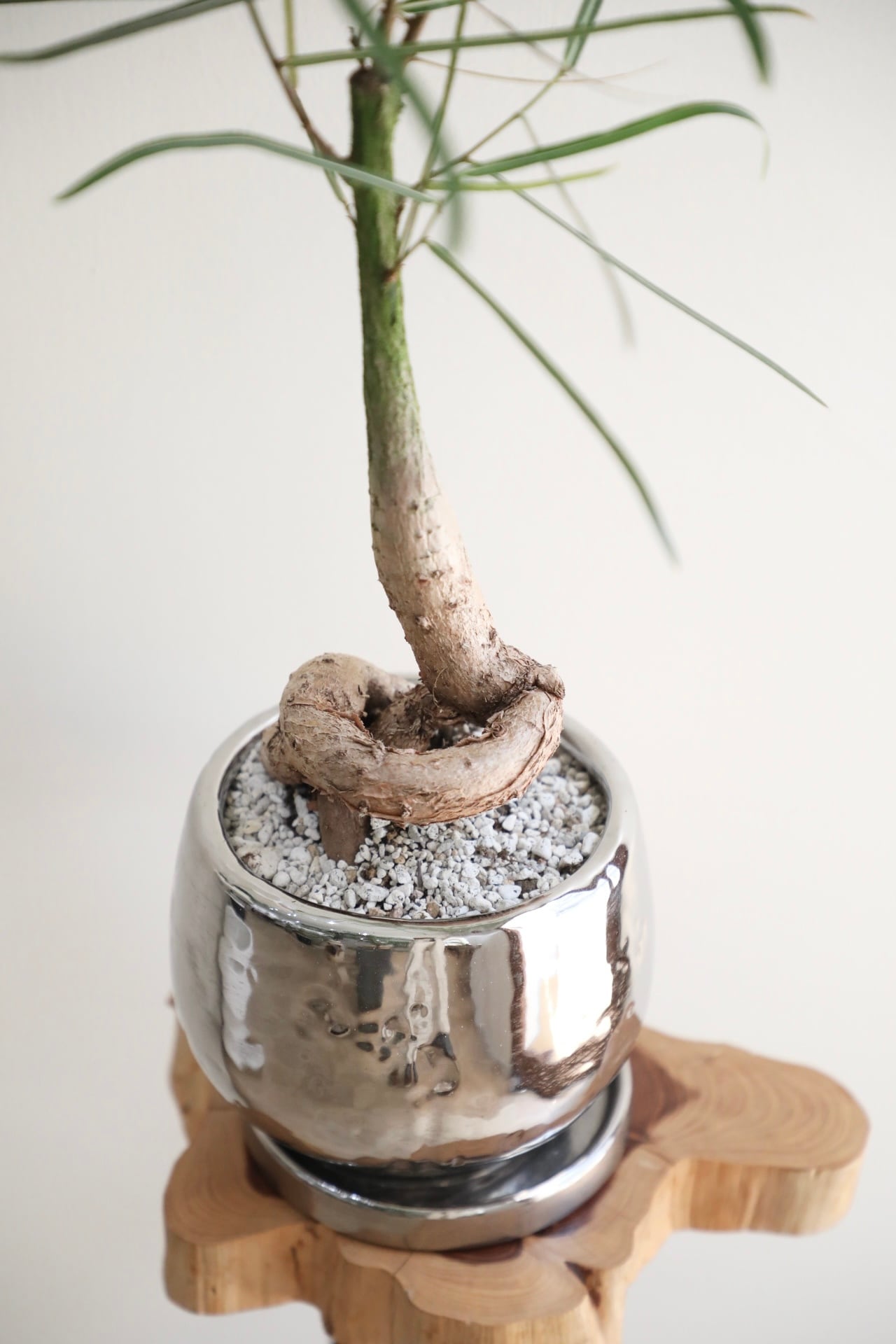 【超大型】10年物　ボトルツリー　陶器鉢付き M】ボトルツリー/Brachychiton rupestris ※陶器鉢付き | 【厳選