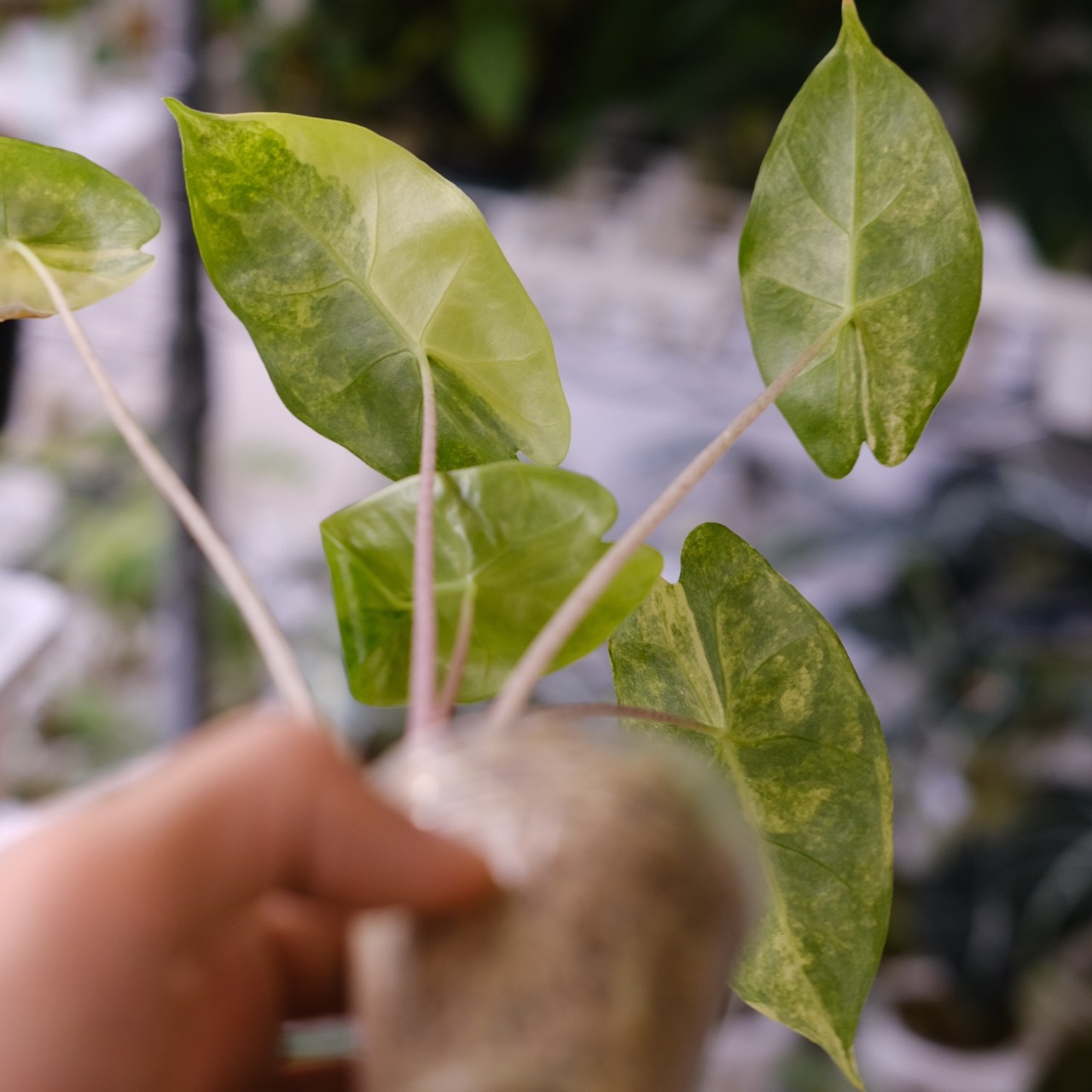Alocasia Pink Dragon / アロカシア ピンクドラゴン④│観葉植物