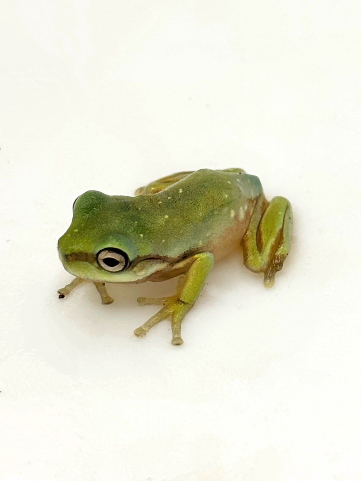 イエアメガエル テラリウムに向いていないカエル イエアメガエル｜moss paradise3055