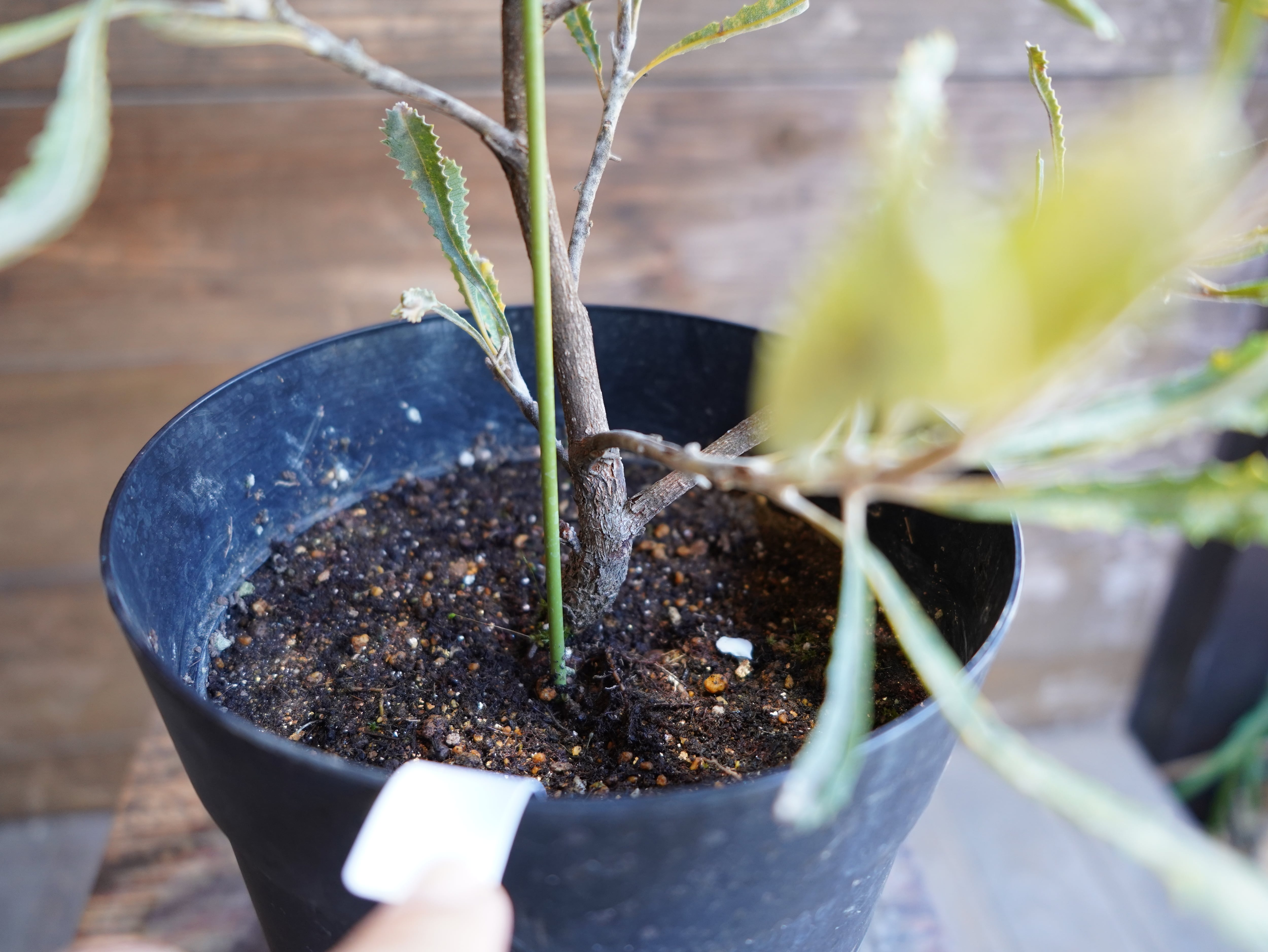 【現物】バンクシア　”バウエリ”　B