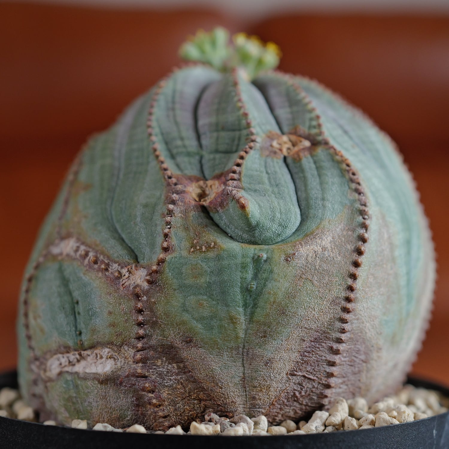 オス株 大株 最大幅 約7.5cm 捻じれ ラギット オベサ / ユーフォルビア
