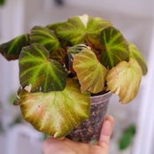 Begonia soli mutata Variegated / ベゴニア ソリムタータ バリエガータ ピンク④