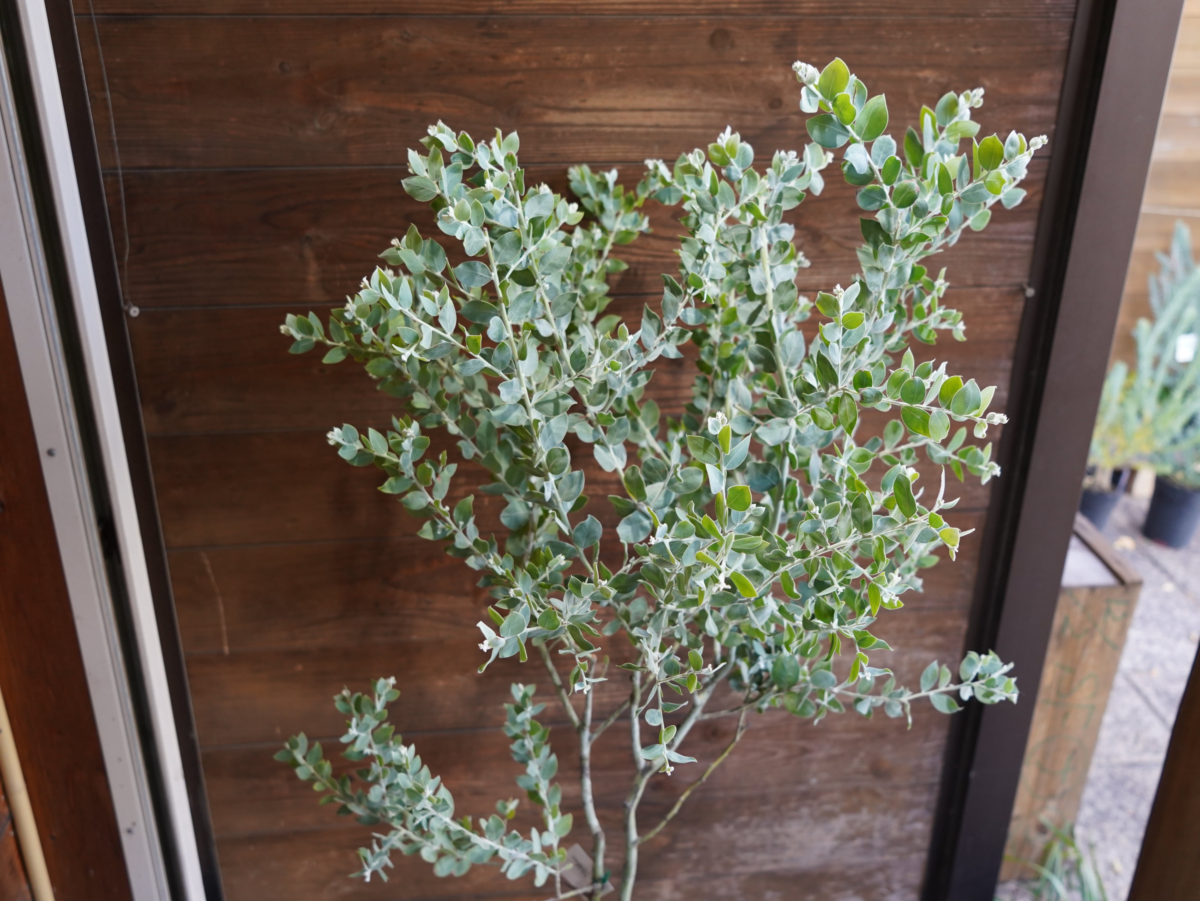 【現物】アカシア　”ポダリリーフォリア”（パールアカシア）