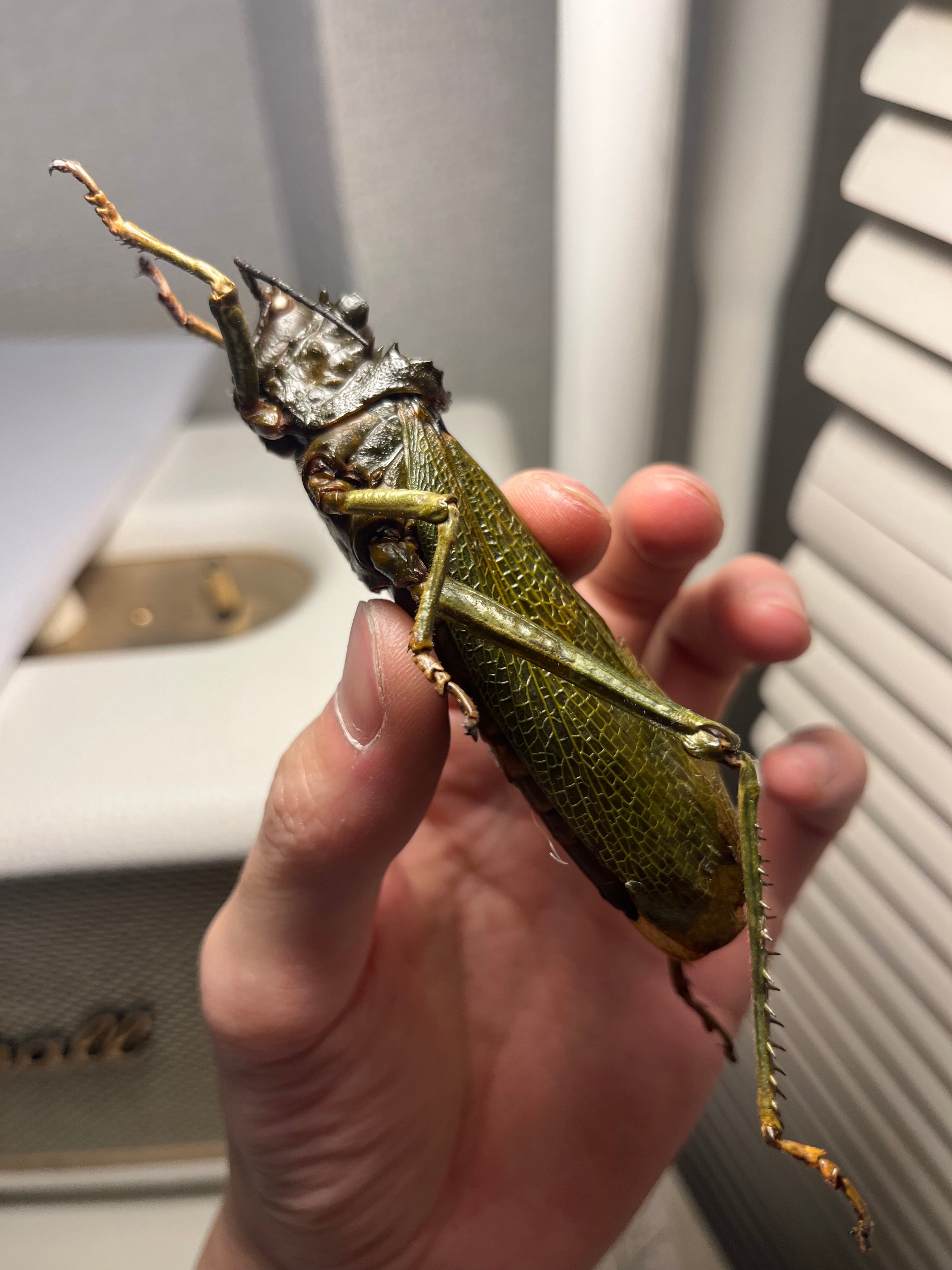 イビルジョーのようなバッタ 標本直翅類 カマキリ マンティス ナナフシコノハムシ イビルジョーのようなバッタ 標本直翅類 カマキリ マンティス ナナフシ