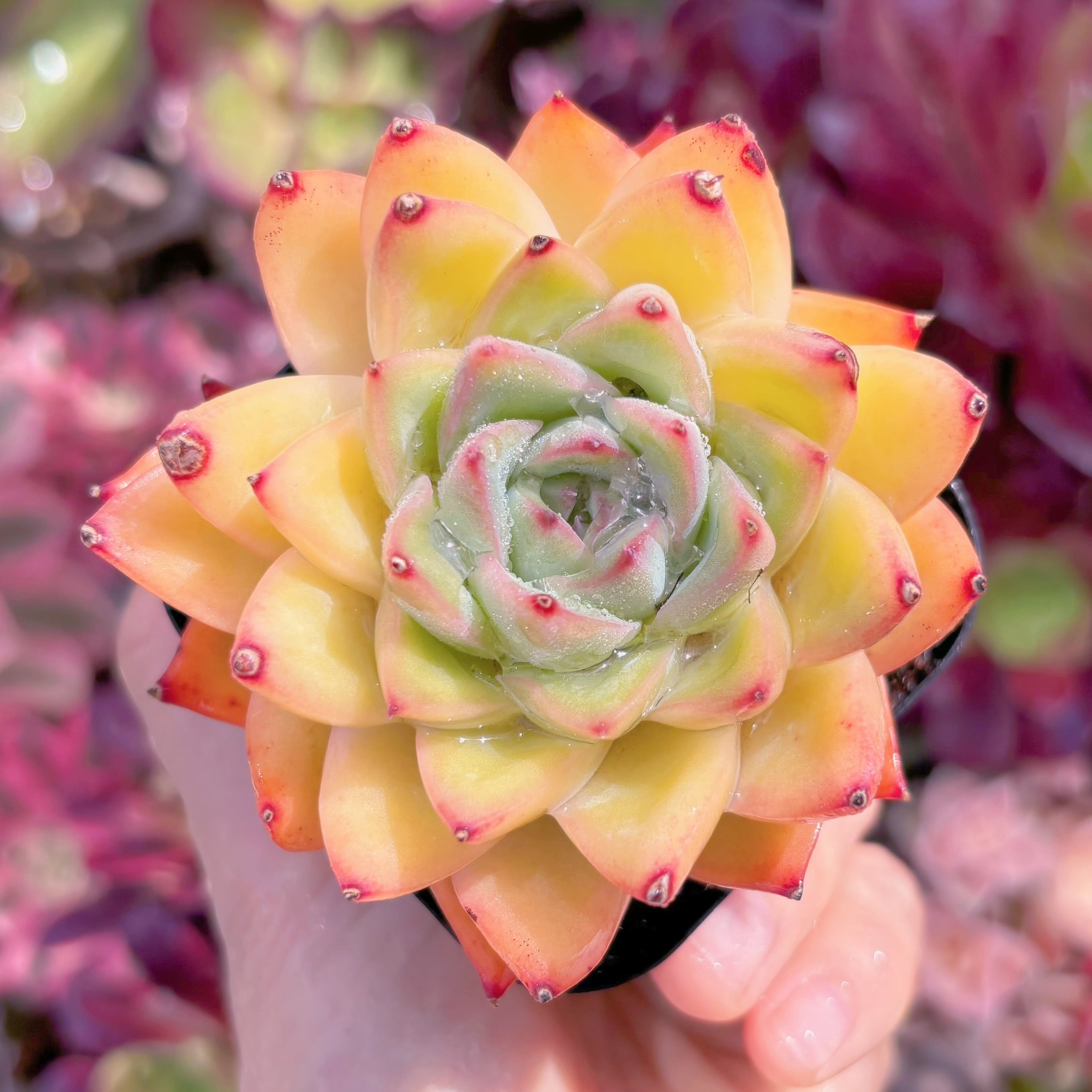 現品　Alabama#E10　るる農園