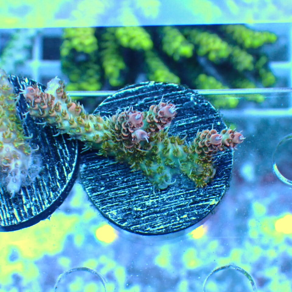 w127 Atomic Broccoli Macroalgae 紅藻 マリンプランツ 海藻・海草