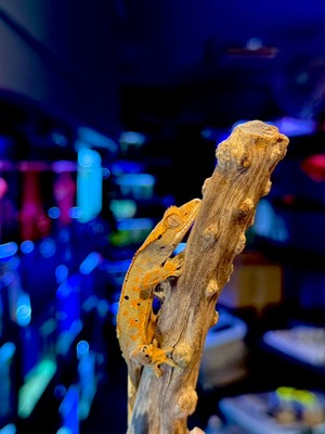 クレステッドゲッコー・ハーレクインダルメシアン