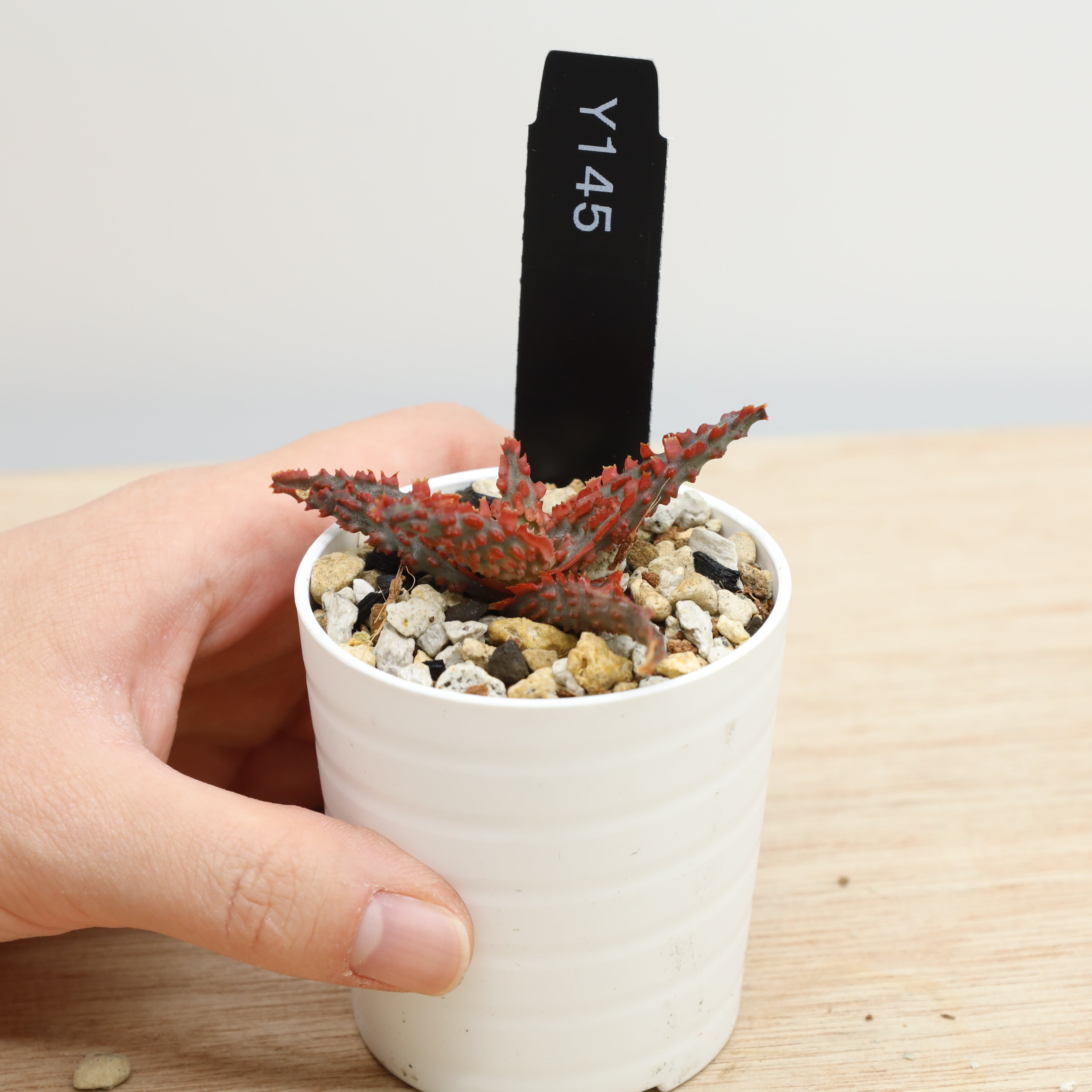 アロエ ラバ | THE CORE