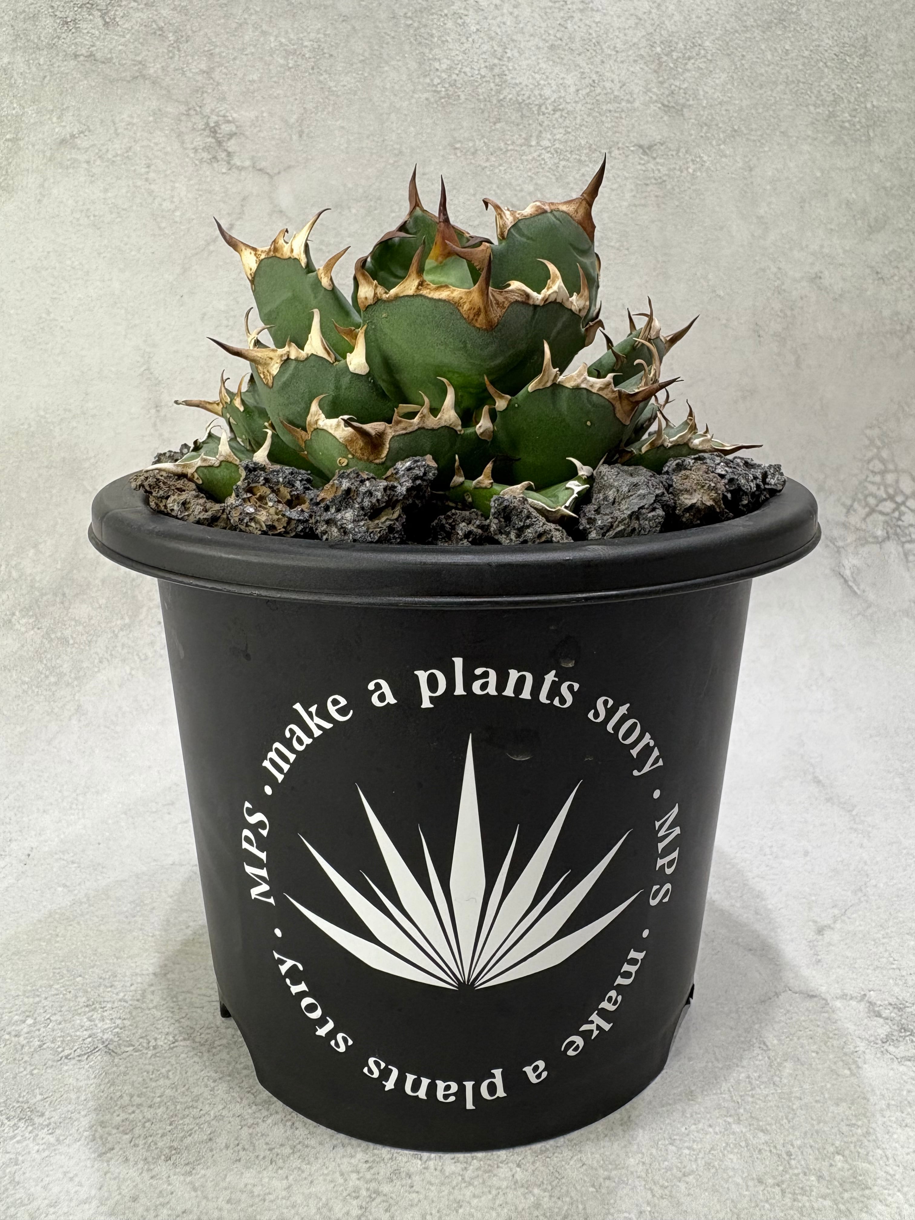 アガベ チタノタ フィリグリー | MPS