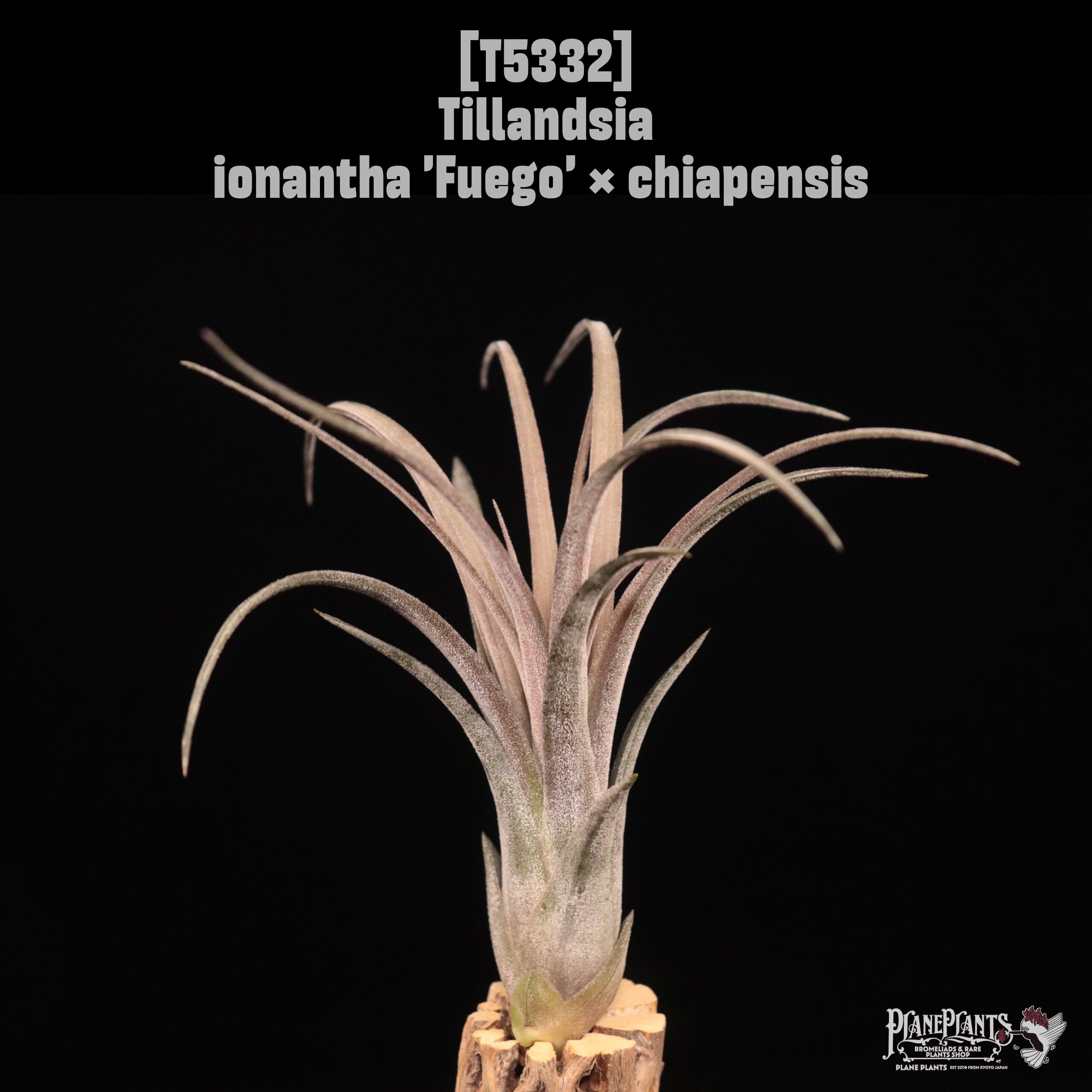 【reserved】ionantha 'Fuego' × chiapensis 〔エアプランツ〕現品発送T5332