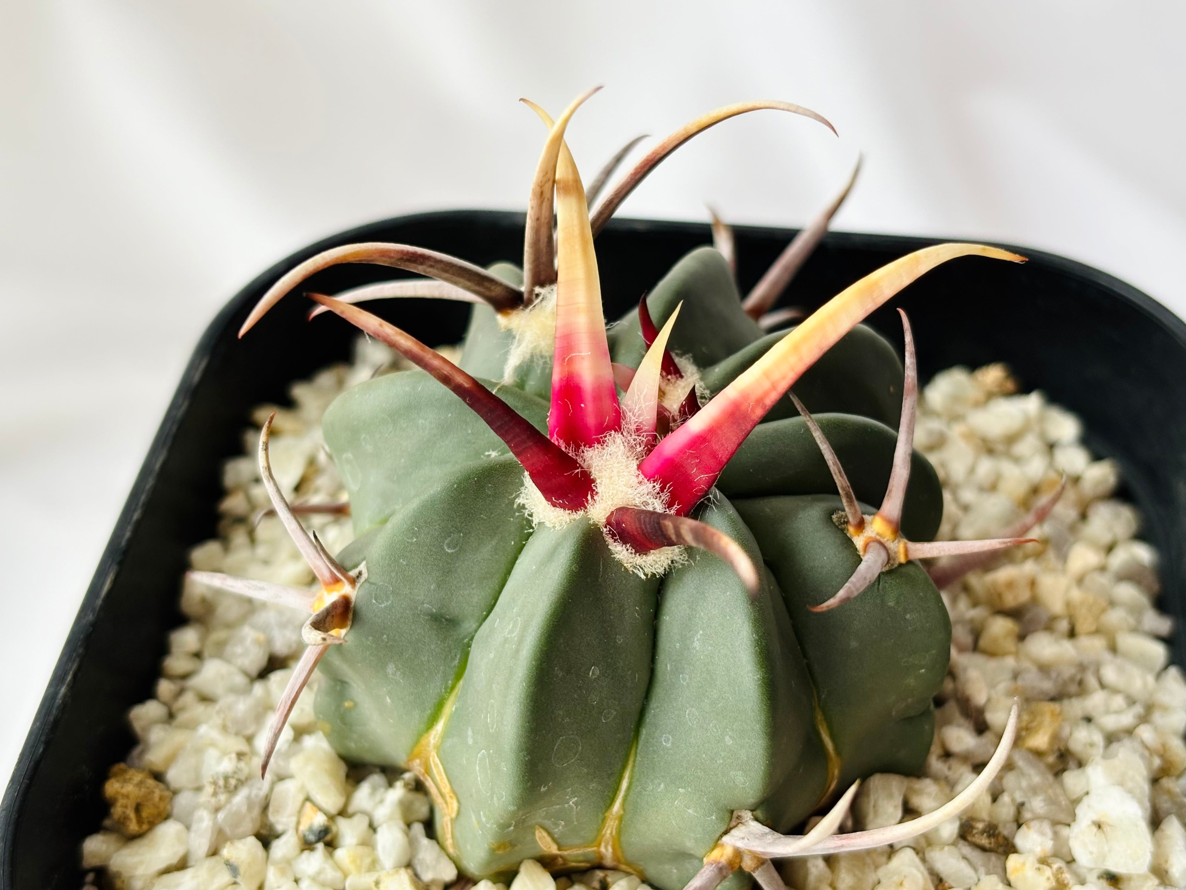 Echinofossulocactus coptonogonus エキノフォスロカクタス 竜剣丸 強