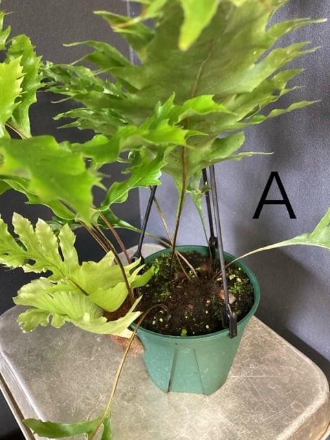 ドリナリア クエルシフォリア シダ植物 着生植物 観葉植物【おしゃれ