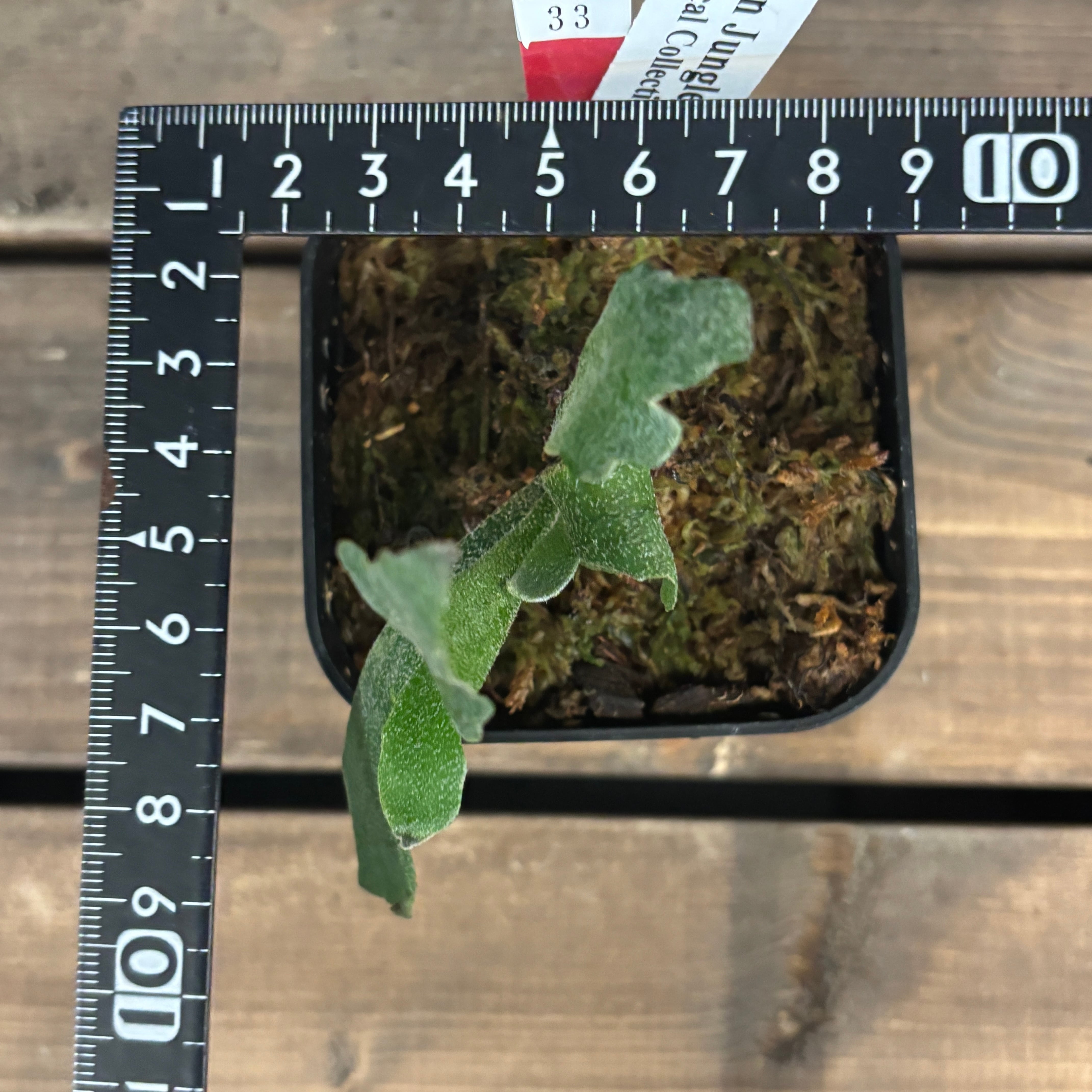 クリアランス】ビカクシダ ウィリンキー 'spur' (P.willinckii 'spur