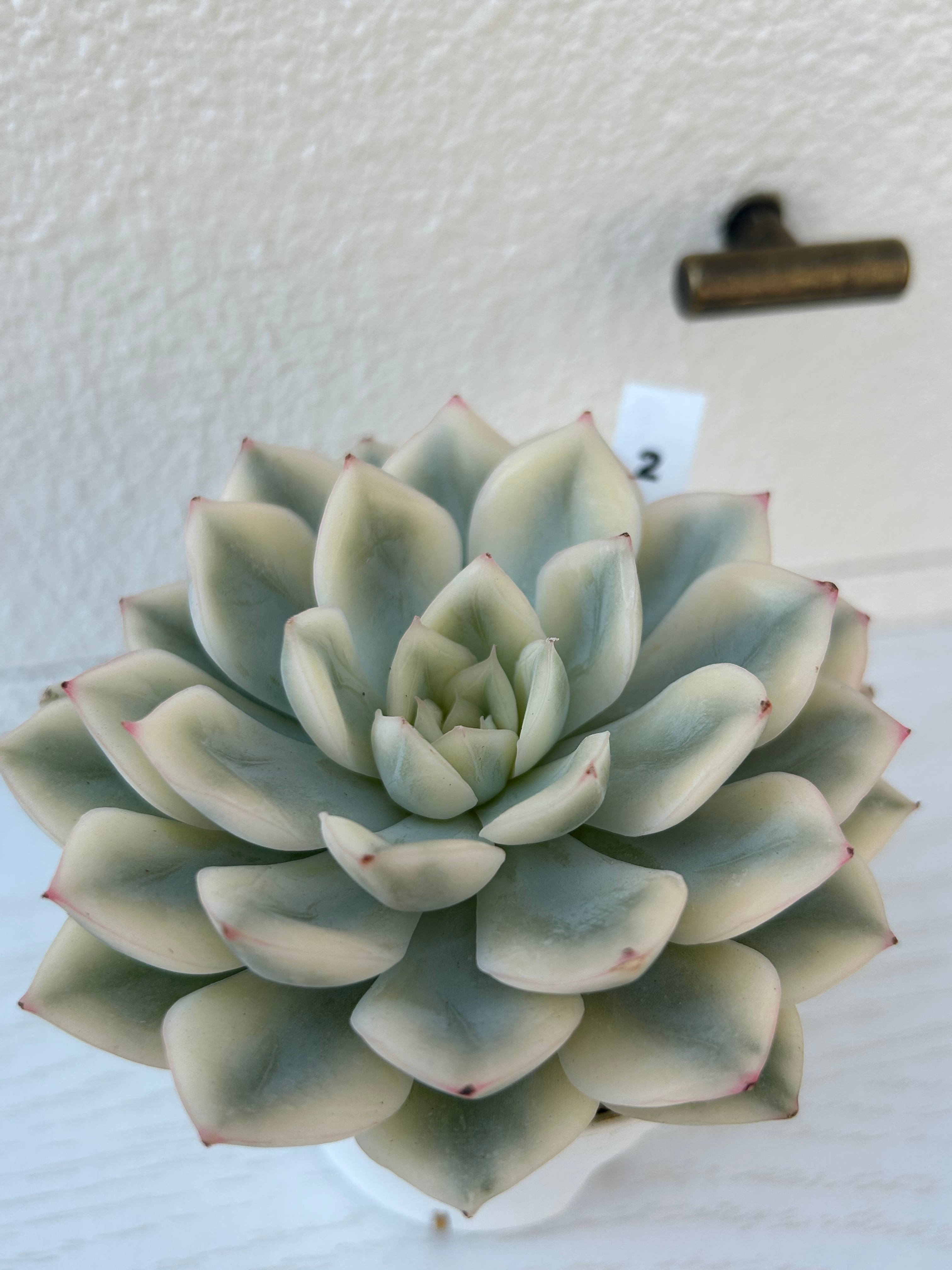 輸入苗 ☆ムーンフェアリー錦No.2