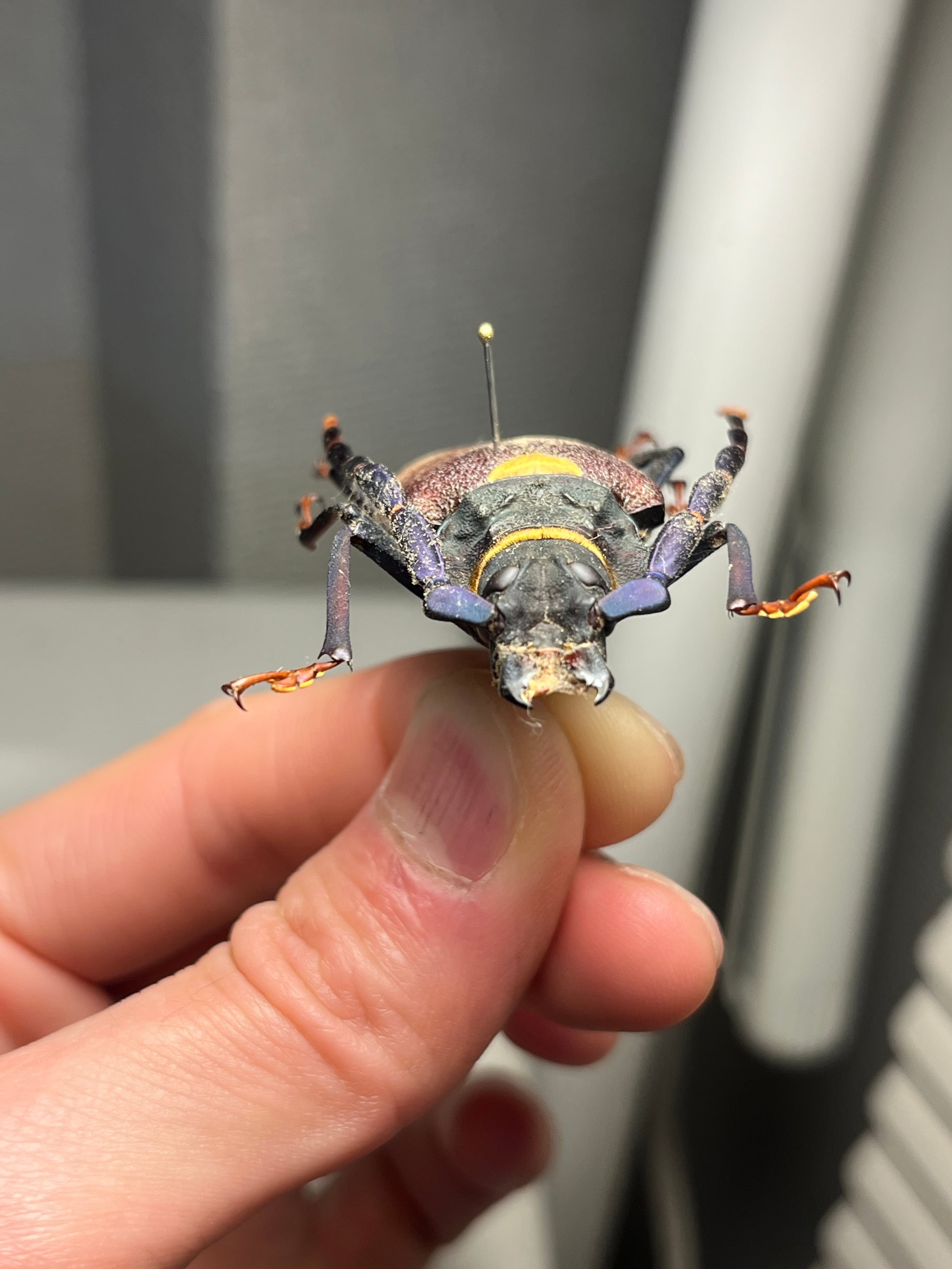 53mm】ルリヒゲノコギリカミキリ 標本ナンベイオオタガメ ハナムグリ