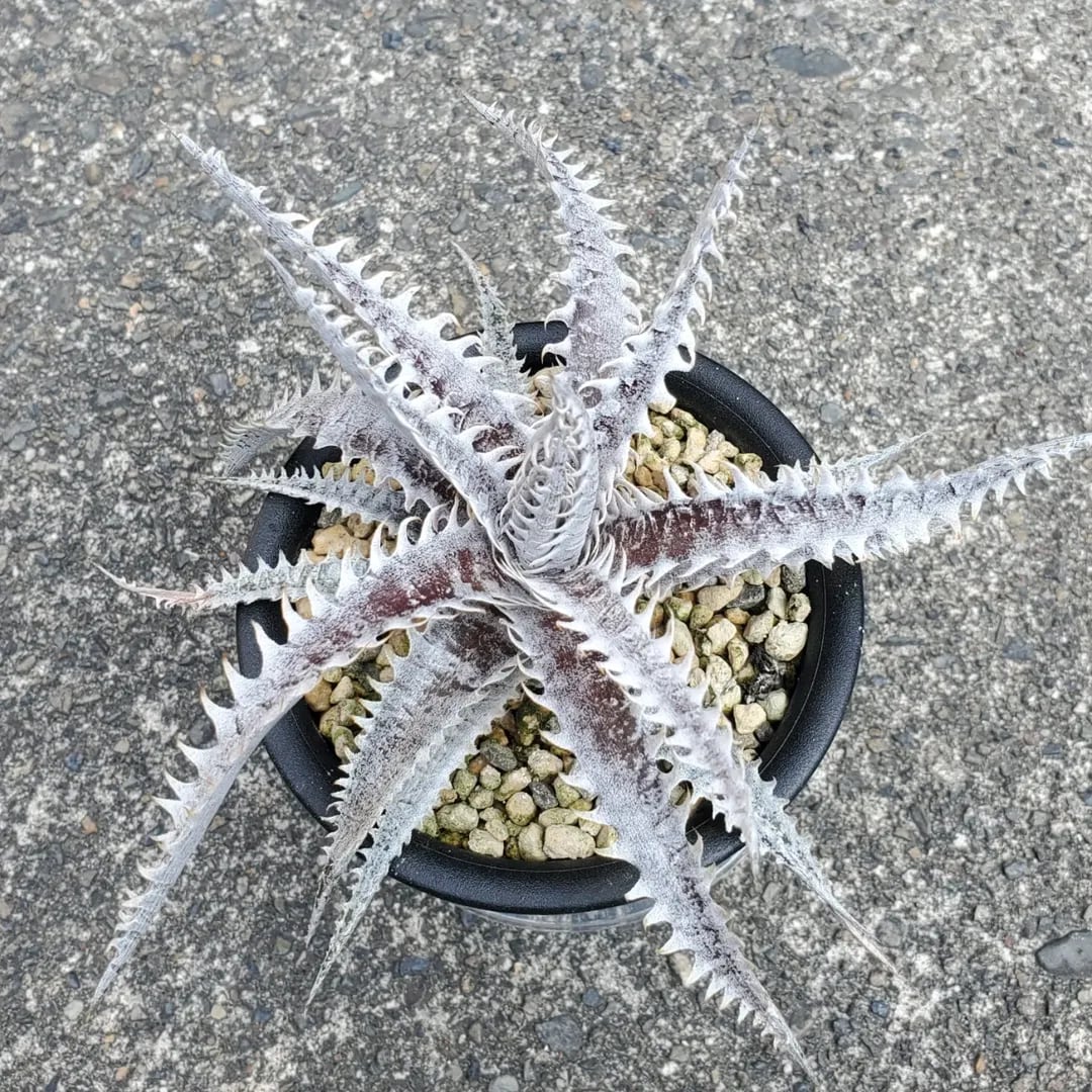 Dyckia（ディッキア） | レアプランツ通販サイトPlants Maniax