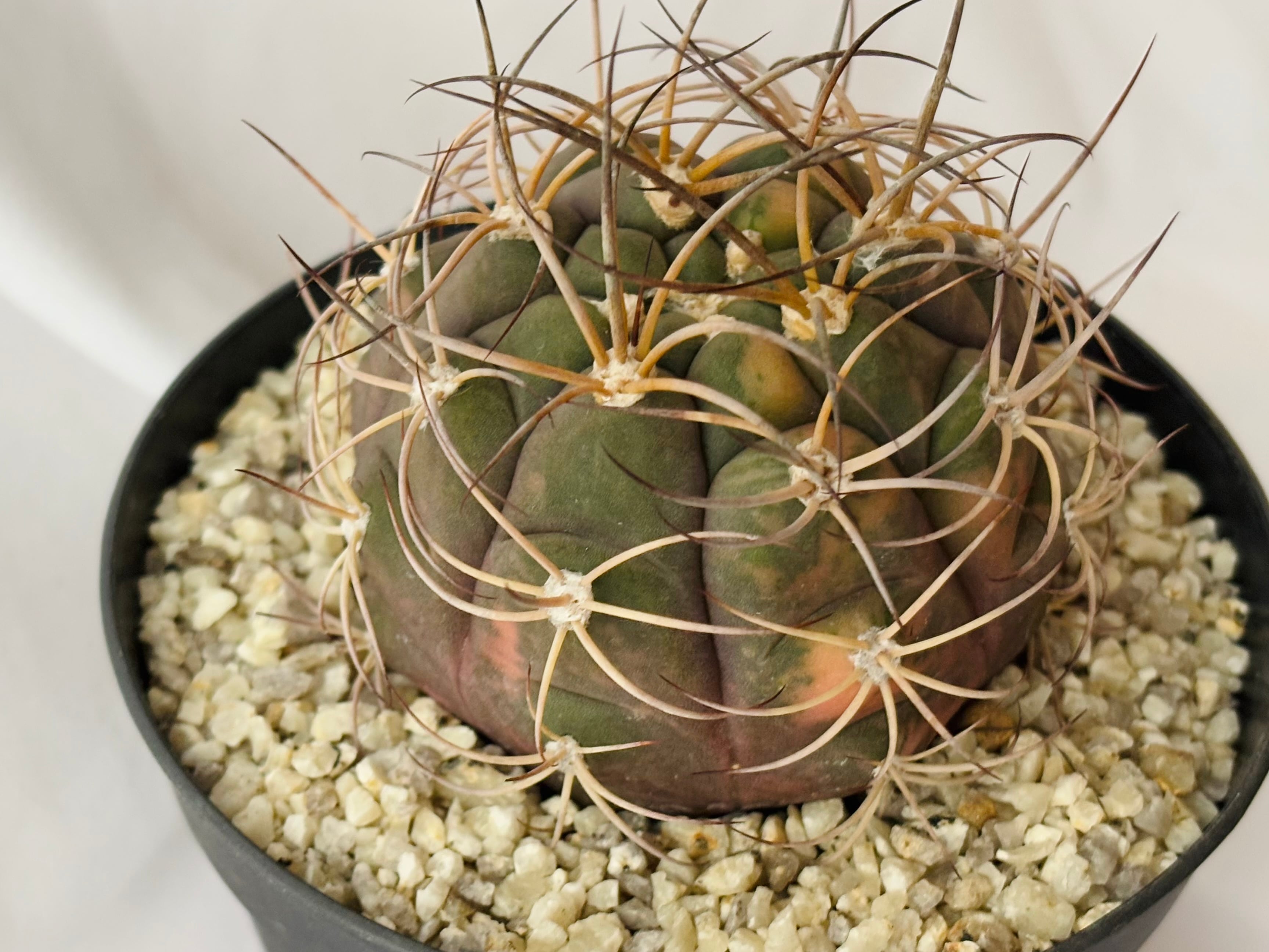 left botanical レフトボタニカル ギムノカリキウム 天平丸 Gymnocalycium pflanzii v. albipulpa ギムノカリキウム 尾形丸錦