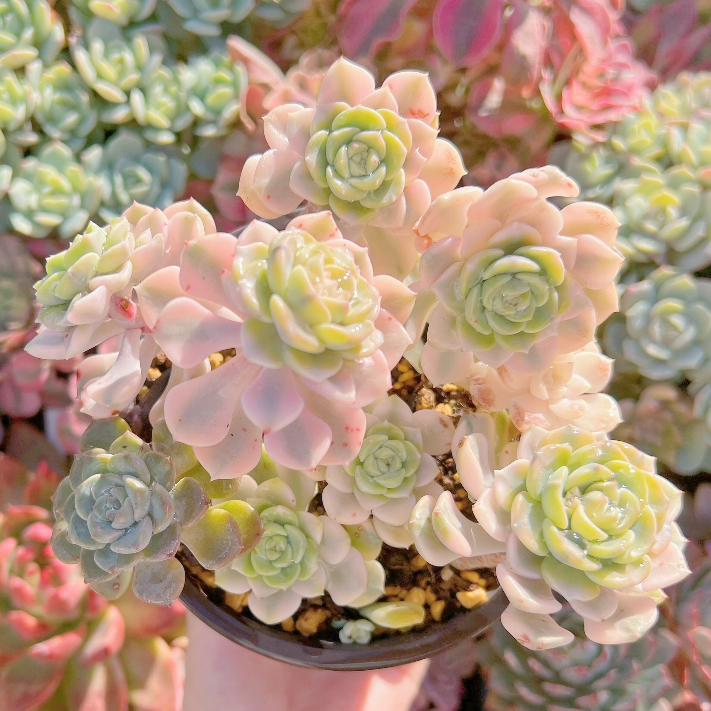 現物　ベビードール錦#630　るる農園