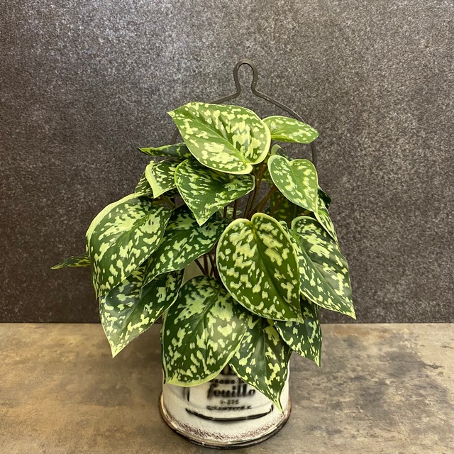 光触媒造花　シラフカズラ　新品1本