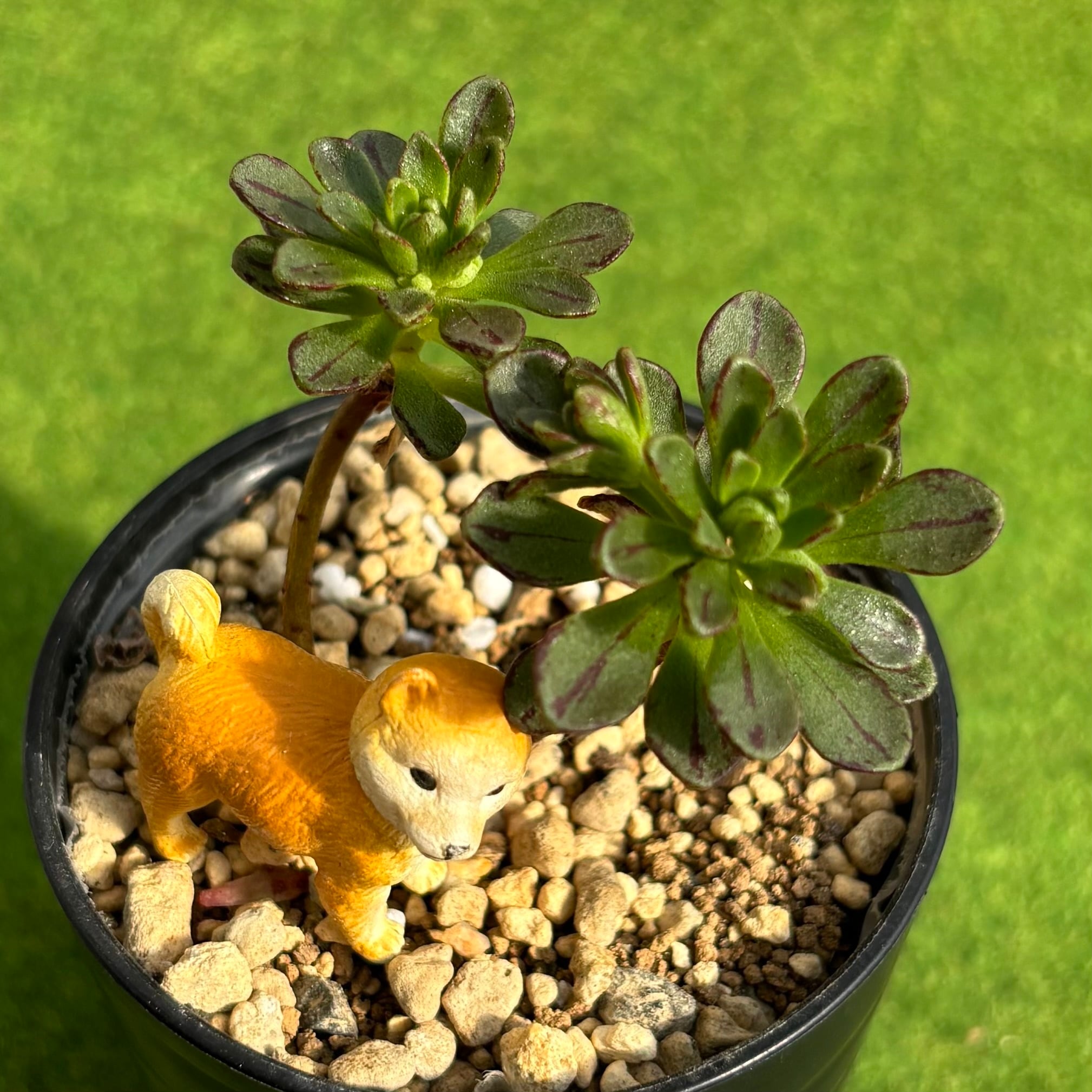 多肉植物 豆彦商店